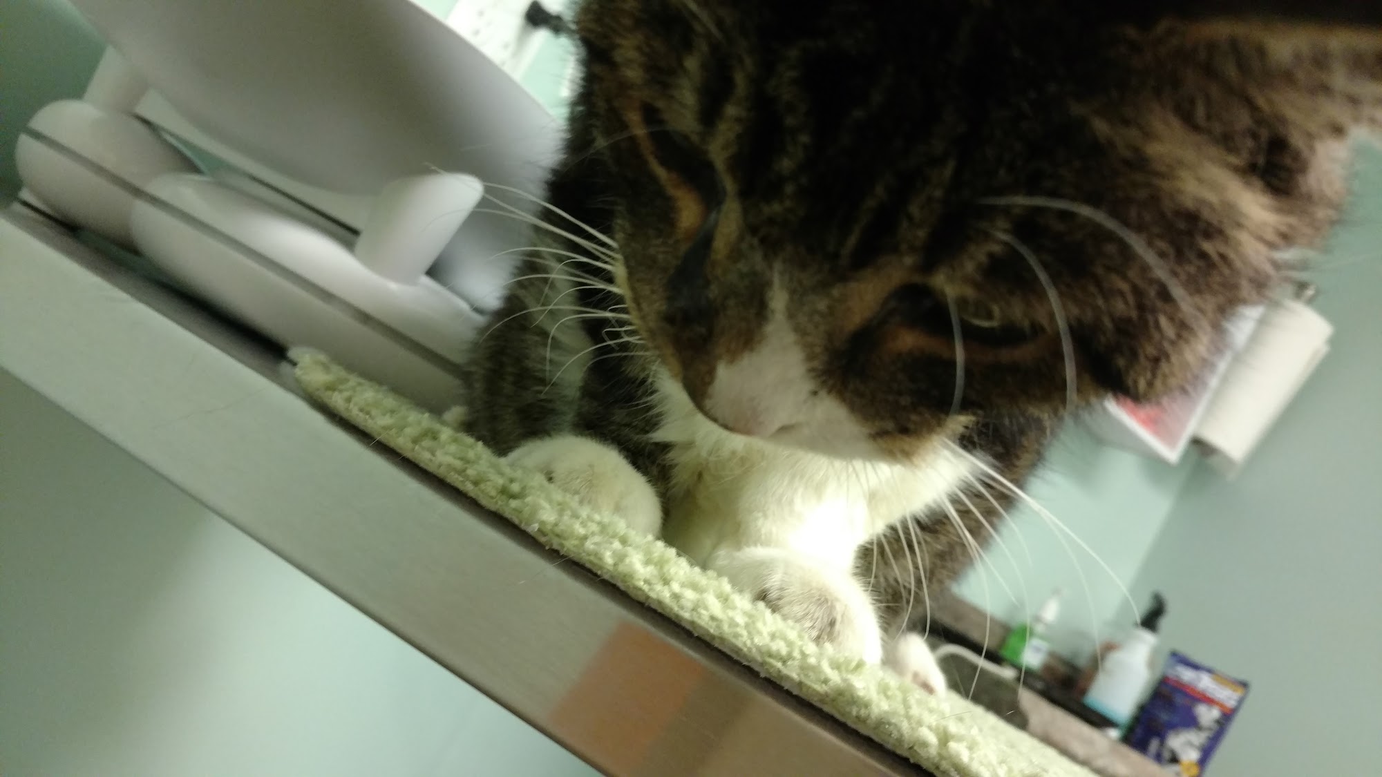 Brackett West Veterinary Clinic Portland