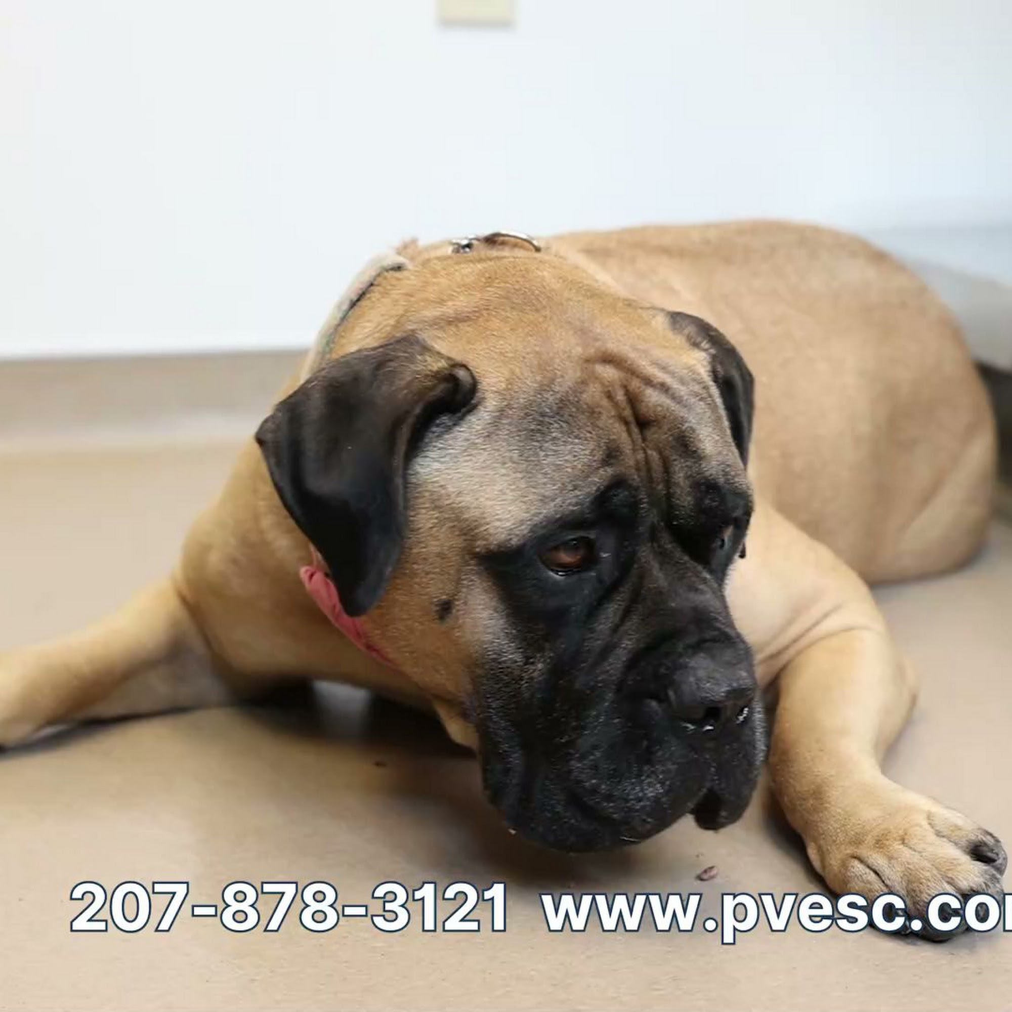 Portland Veterinary Emergency and Specialty Care Portland