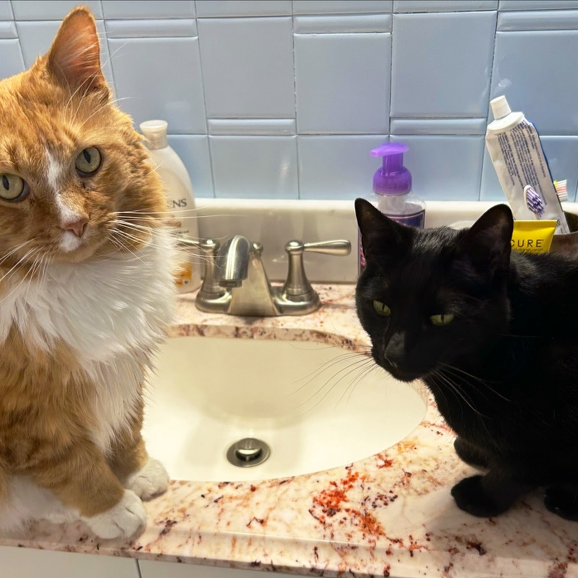 North Deering Veterinary Hospital Portland