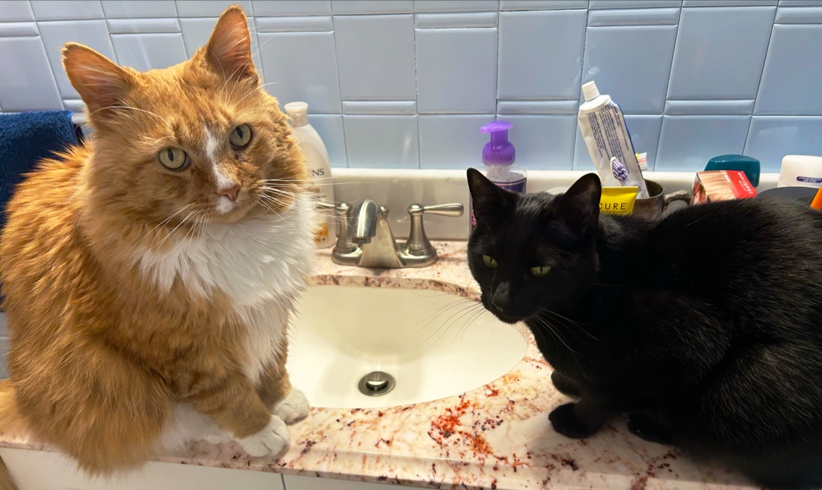 North Deering Veterinary Hospital Portland