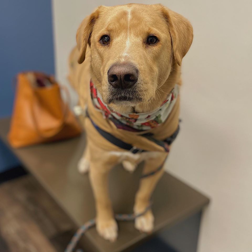 Back Cove Animal Hospital Portland