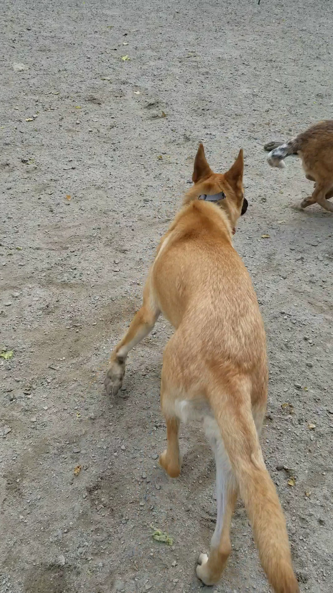 Quarry Run Dog Park Portland