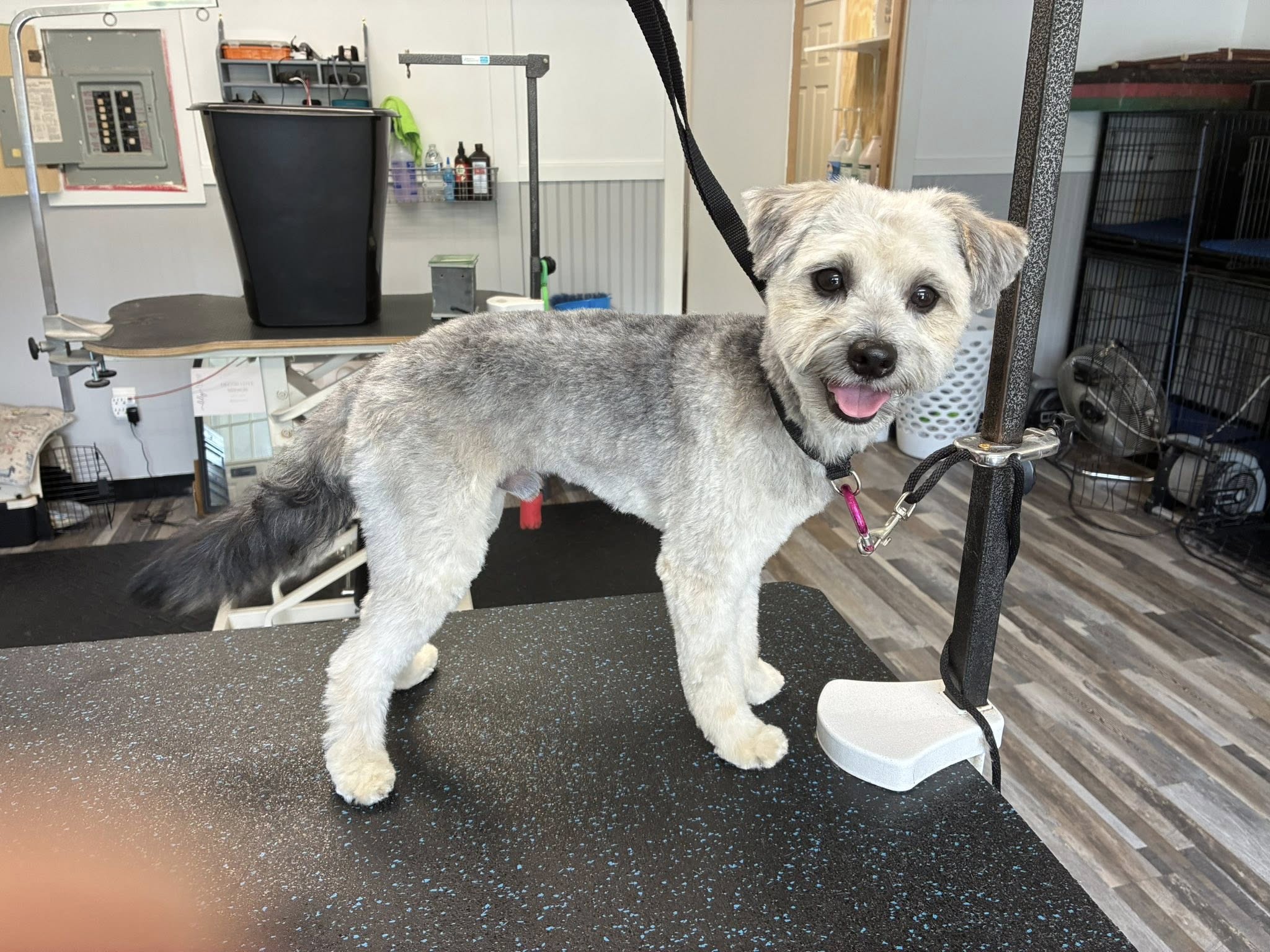 Fur-Ever Friendz LLC Raymond