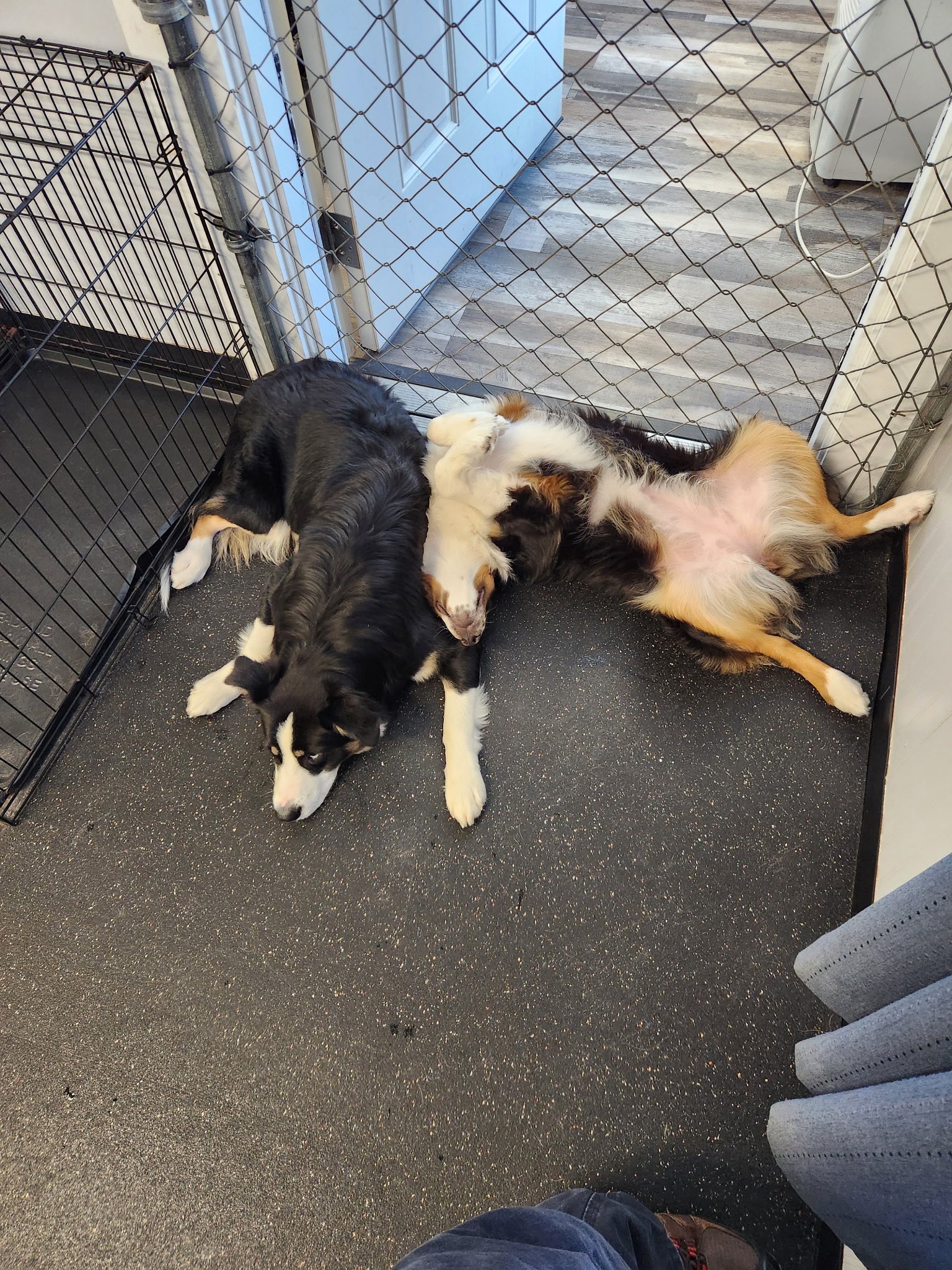 Fur-Ever Friendz LLC Raymond