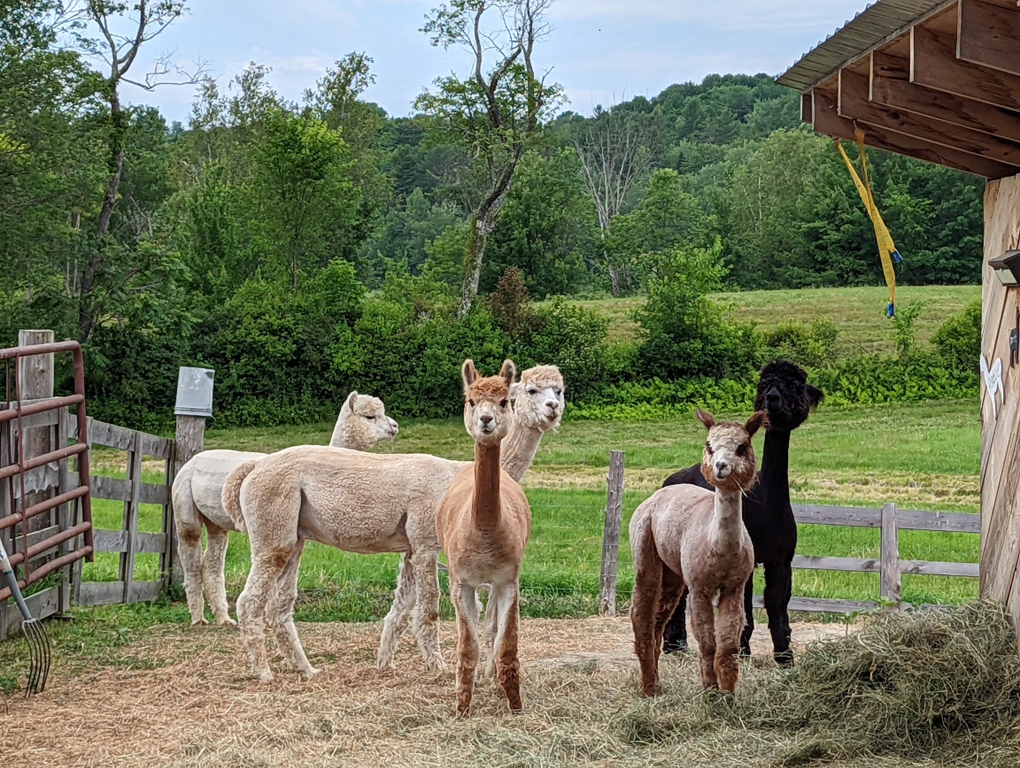 Dead Stream Alpaca & Maple Farm Readfield