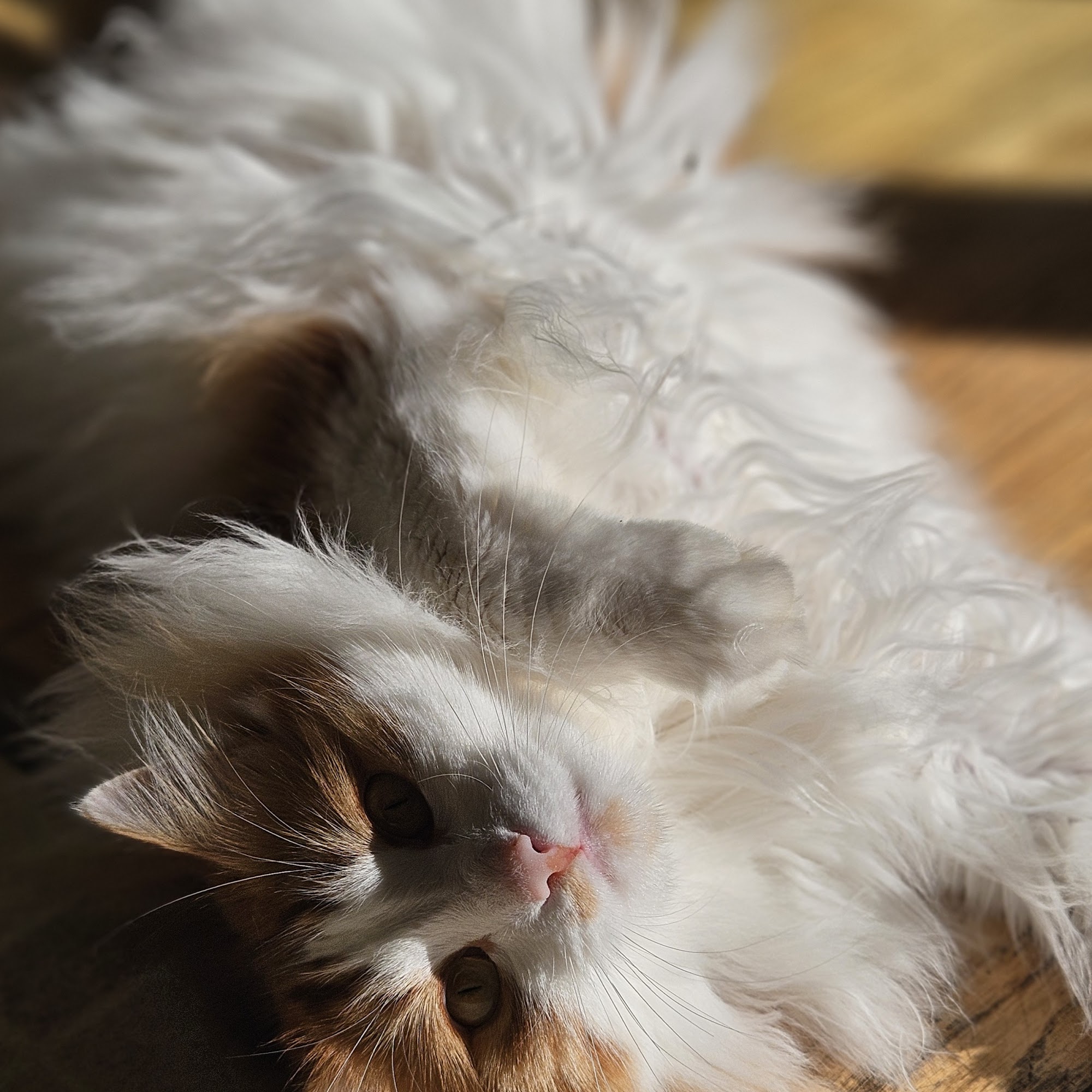 Rockland Animal Hospital Rockland