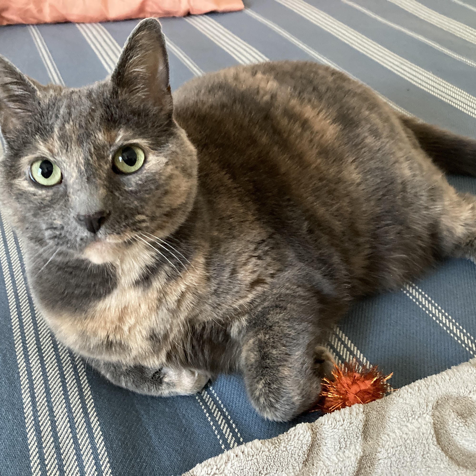 Penbay Veterinary Associates Rockport