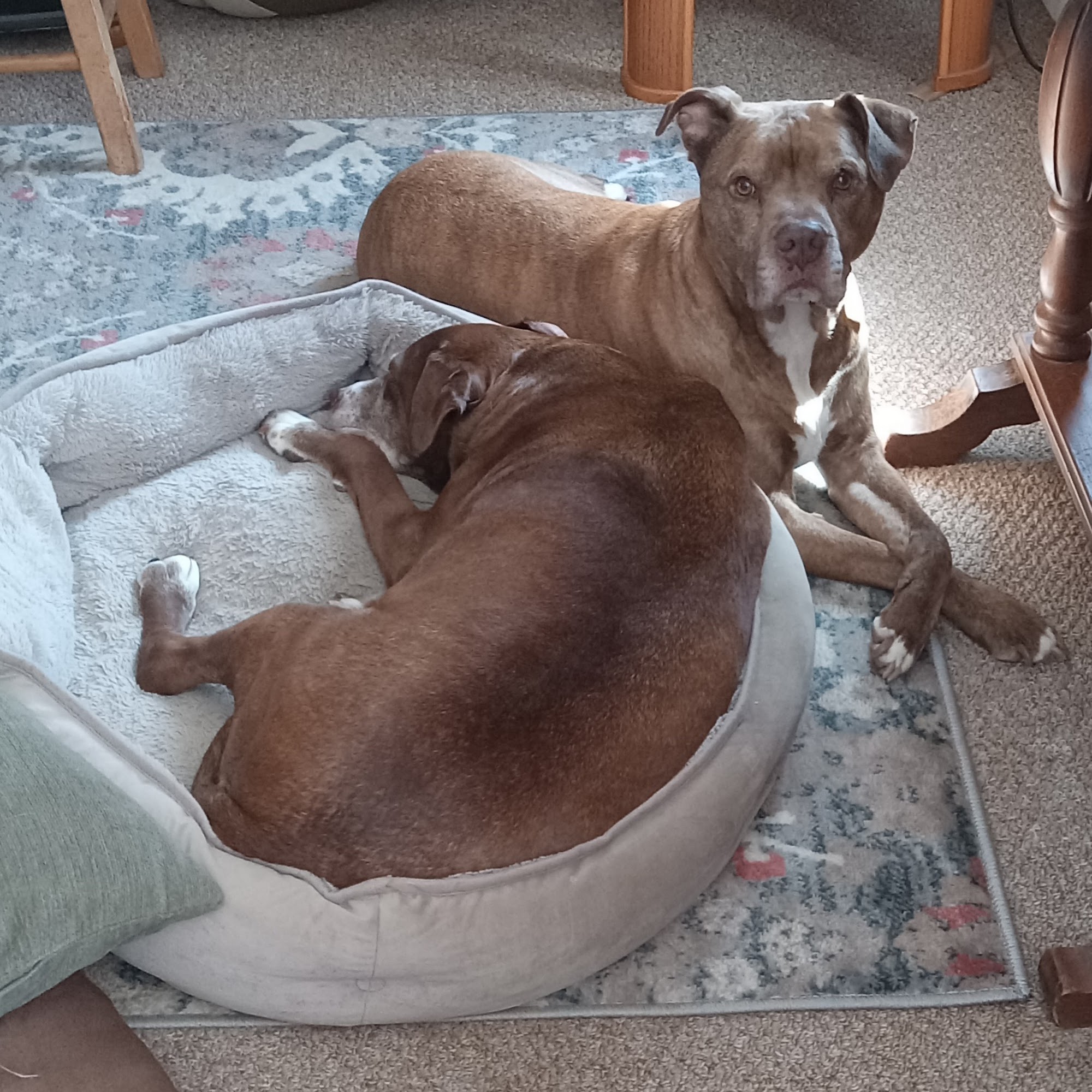 All Creatures Veterinary Hospital Rockport