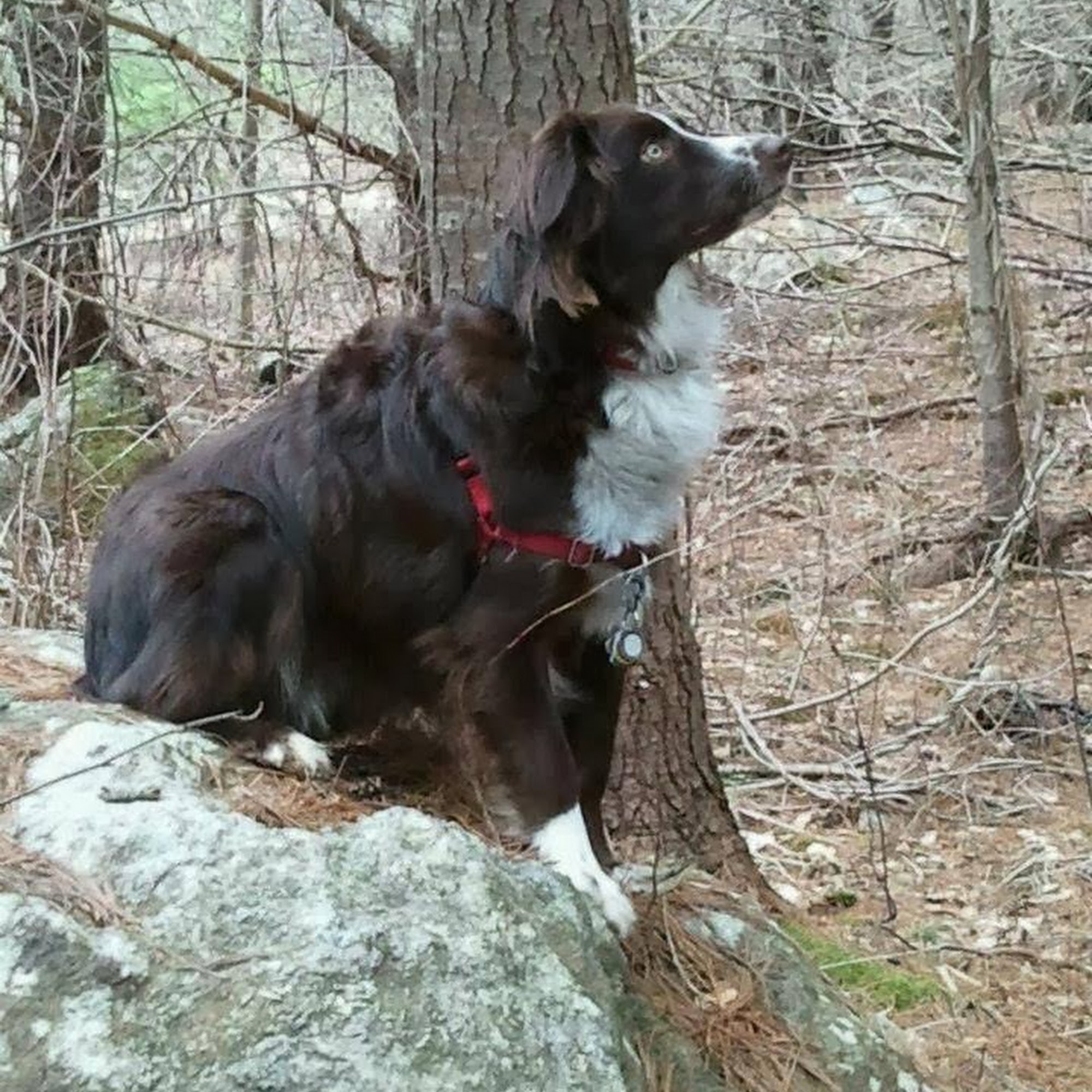 The Camden Hospital for Animals Rockport