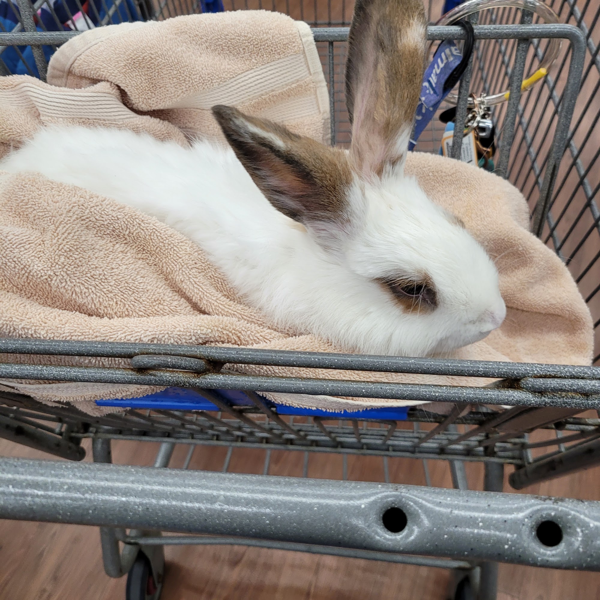 Camden Hospital For Animals: Contakos Stacey DVM Rockport