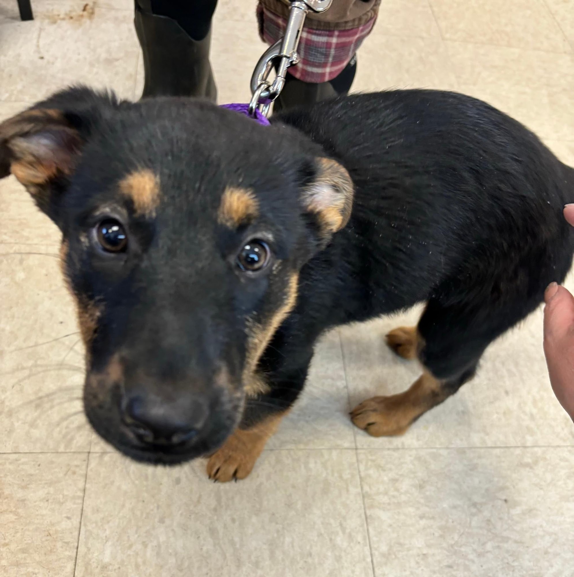 Wag N' Wash Natural Pet Food & Grooming Saco