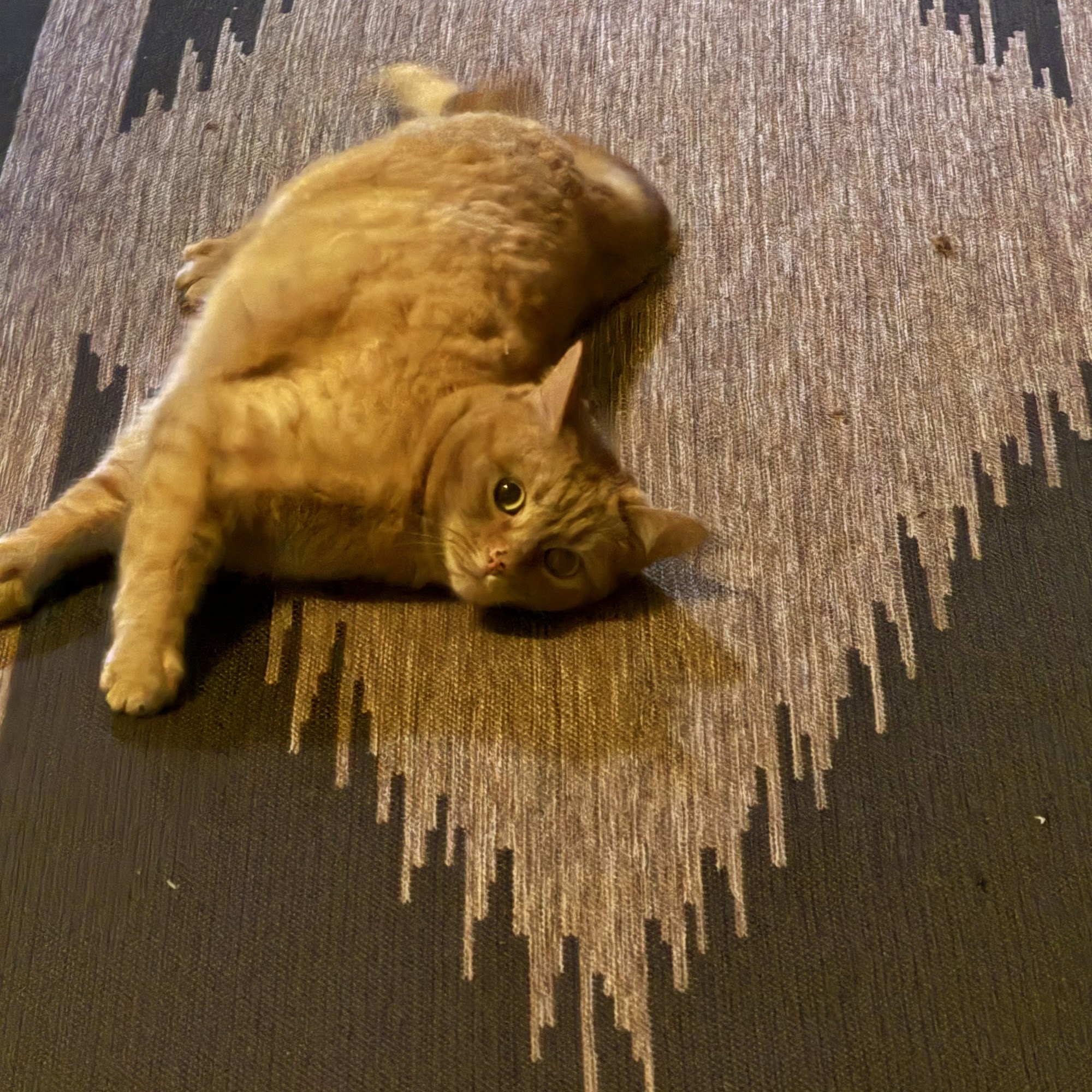 Ridge Animal Hospital Sanford