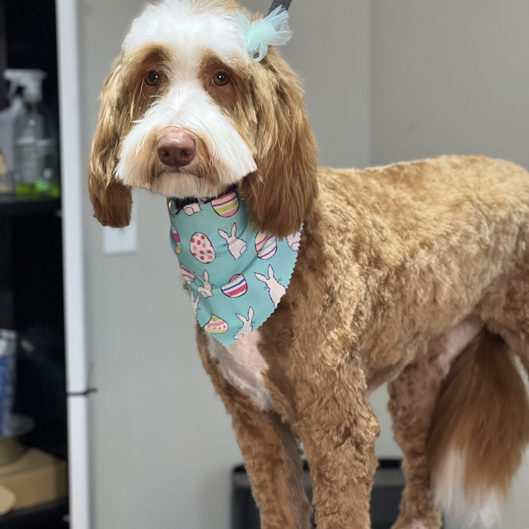 Dirty Paws Grooming LLC Sanford