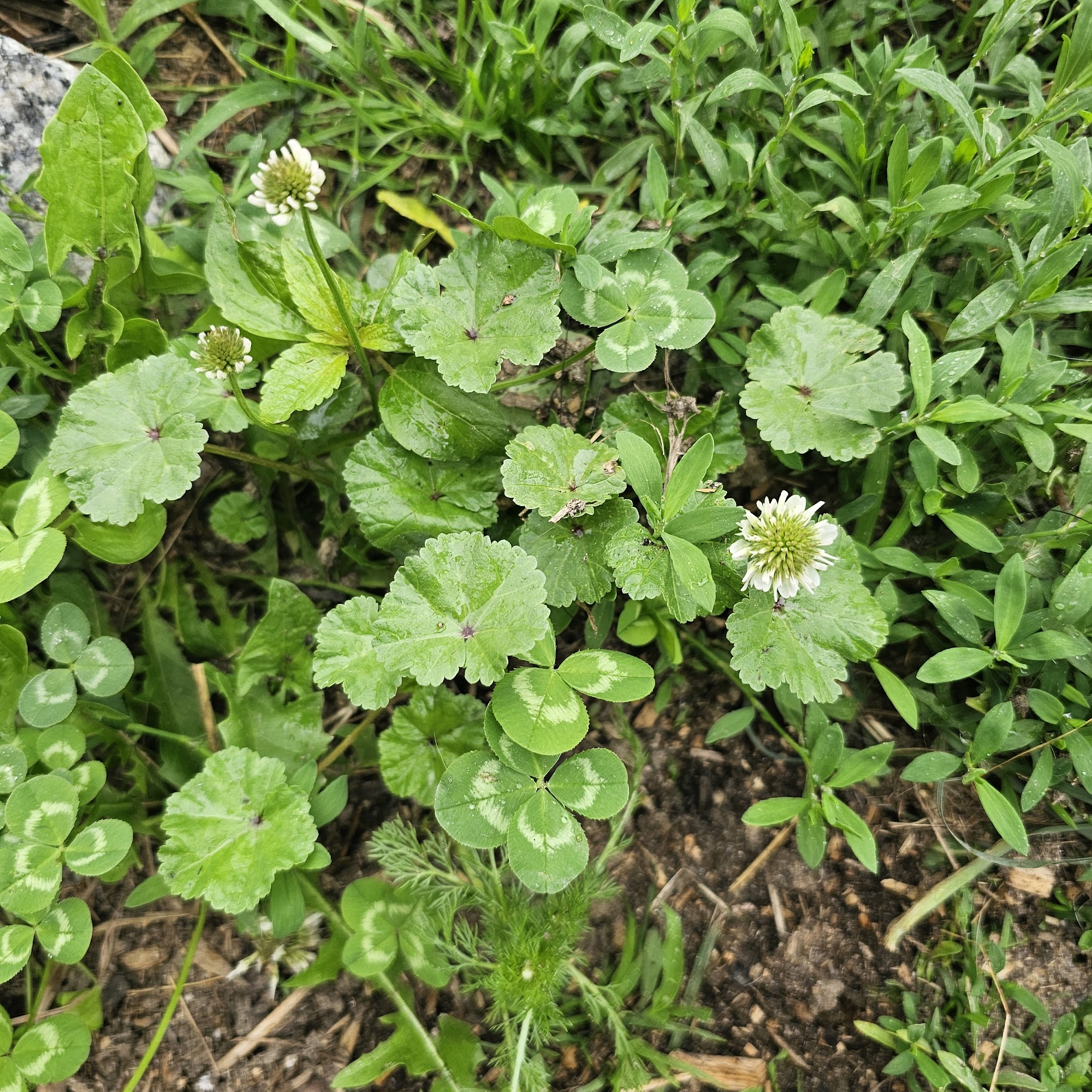 Lucky Clover Stables Sanford