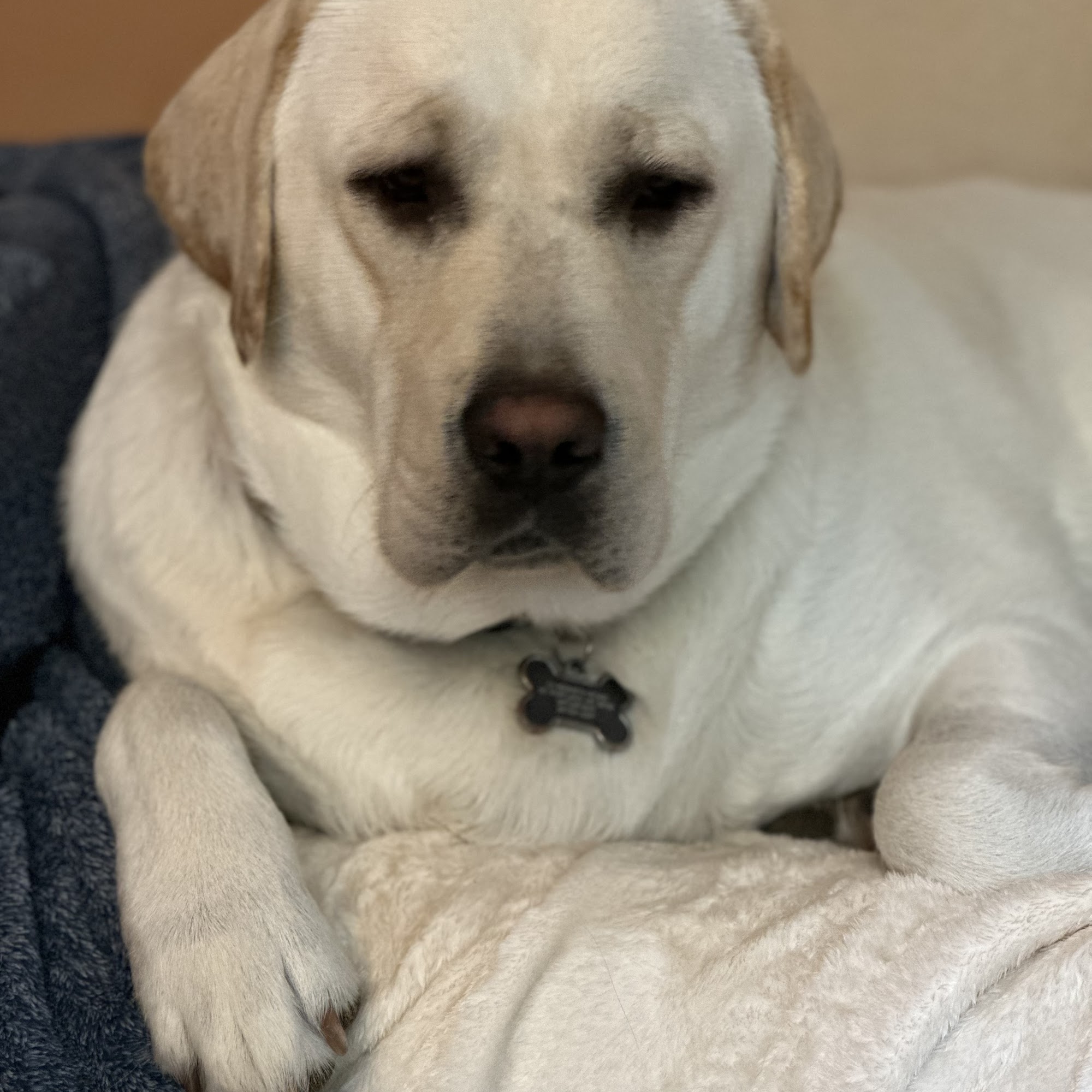 Scarborough Animal Hospital Scarborough