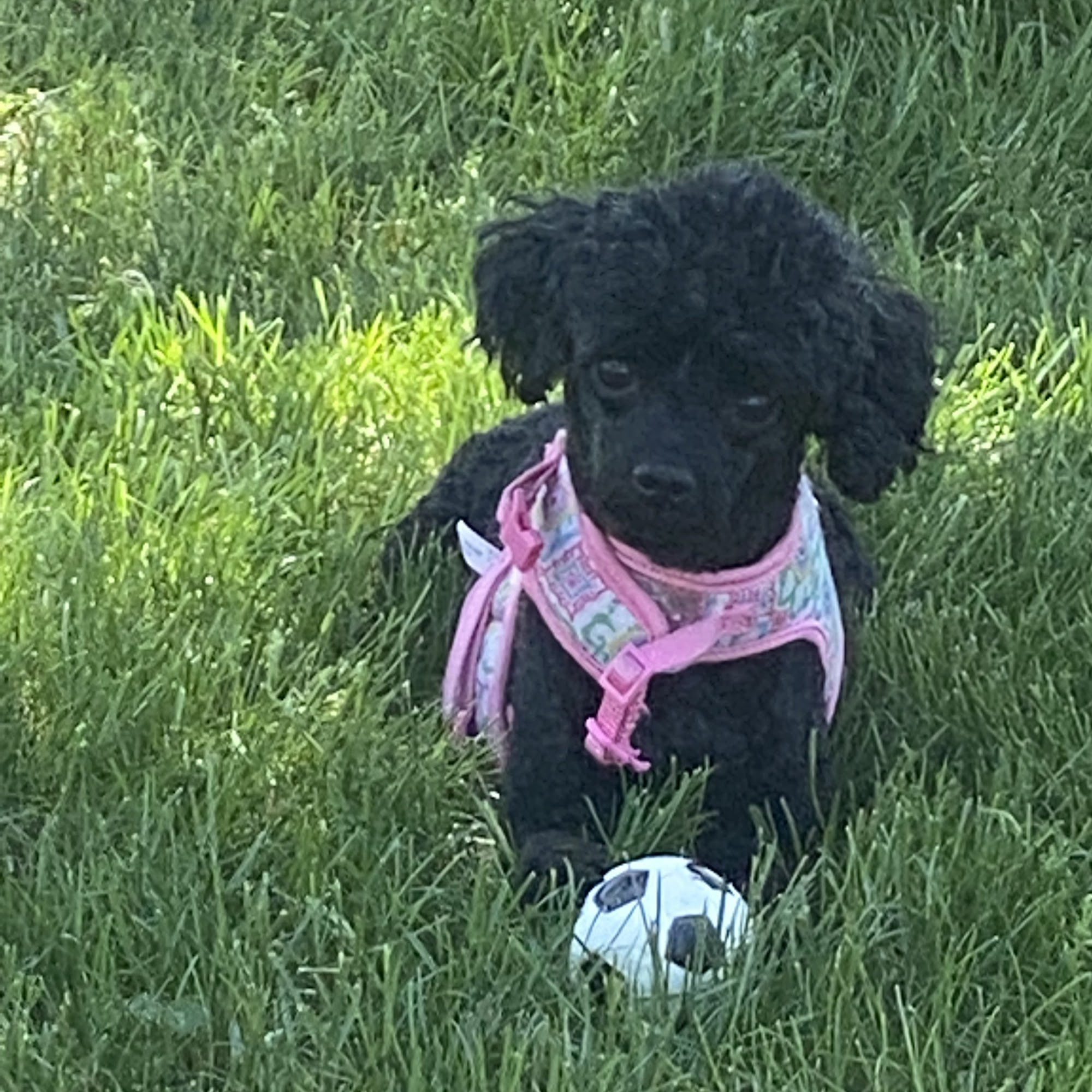 Maine Veterinary Medical Center Scarborough