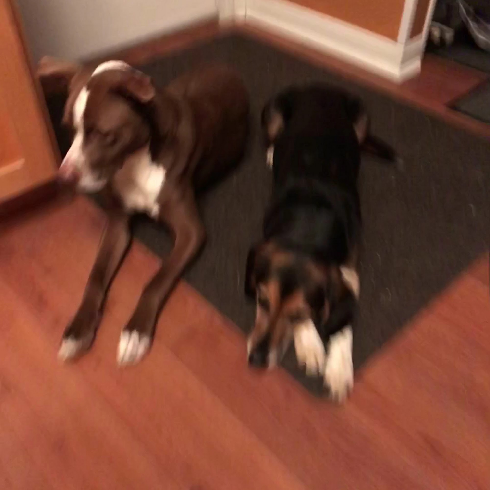 Pine Point Animal Hospital Scarborough