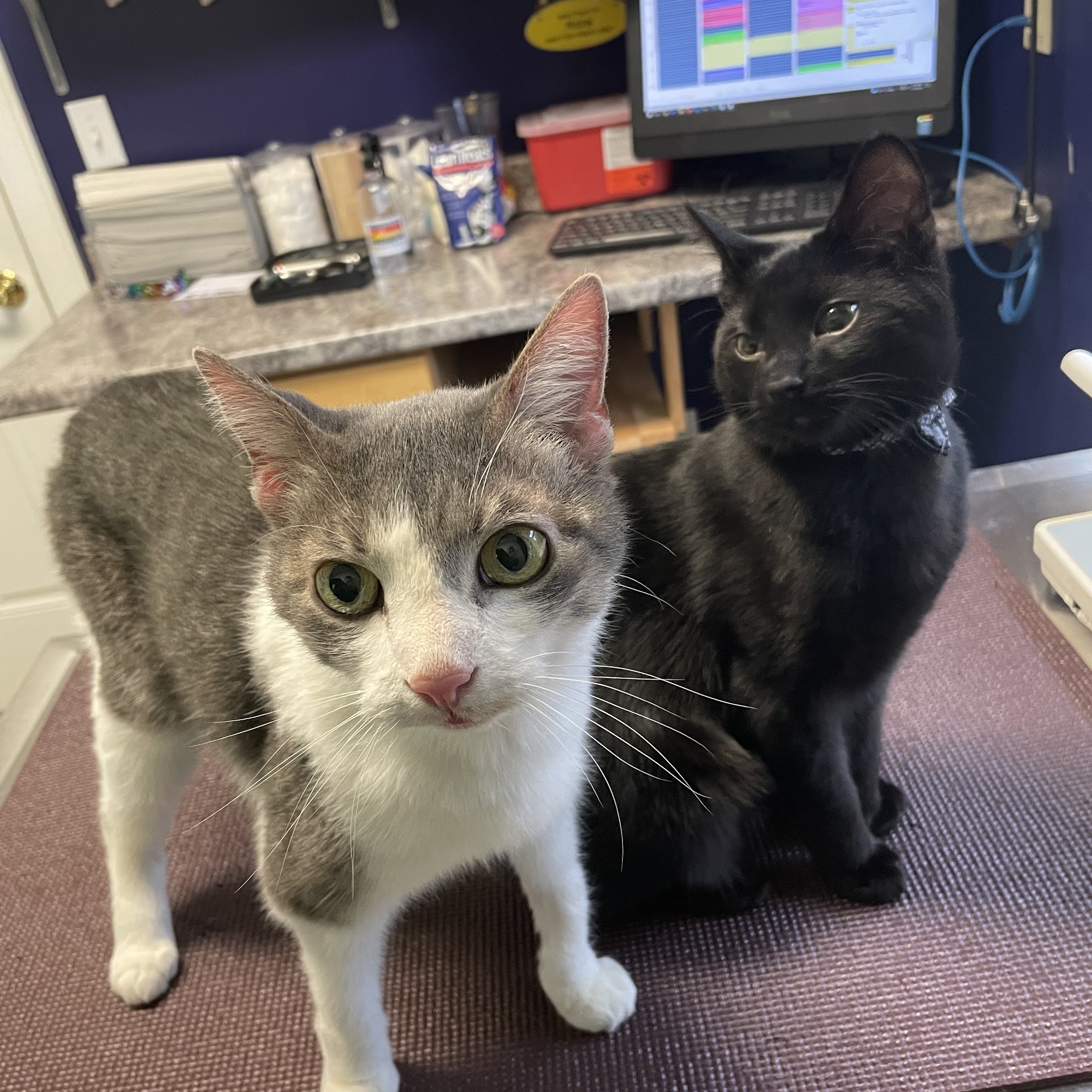 Pine Point Animal Hospital: Barksdale Ann DVM, Erswell Katie DVM Scarborough