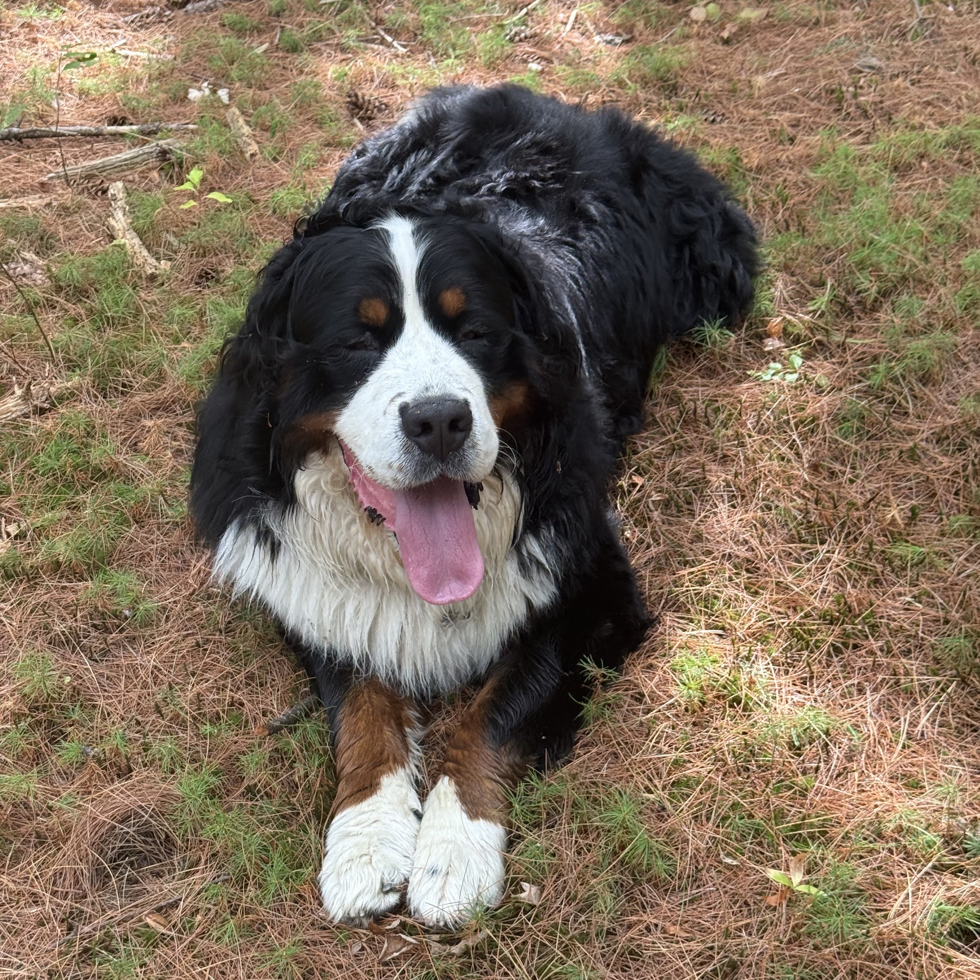 mermac kennel Scarborough