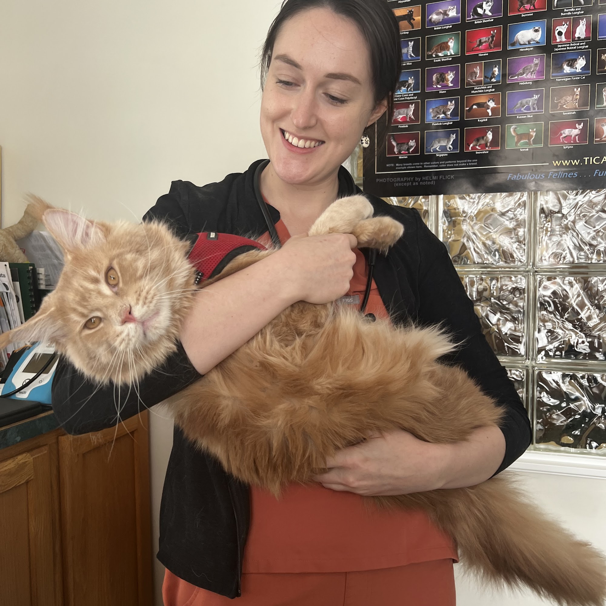 Cats On Call Hospital Scarborough