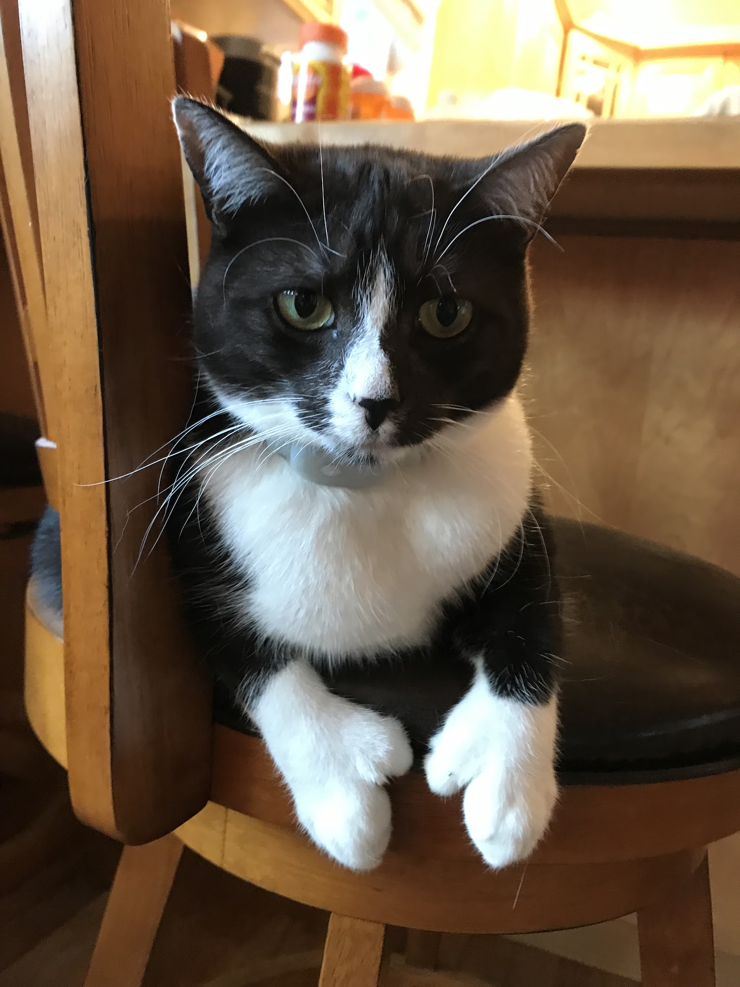 Cats On Call Hospital Inc Scarborough