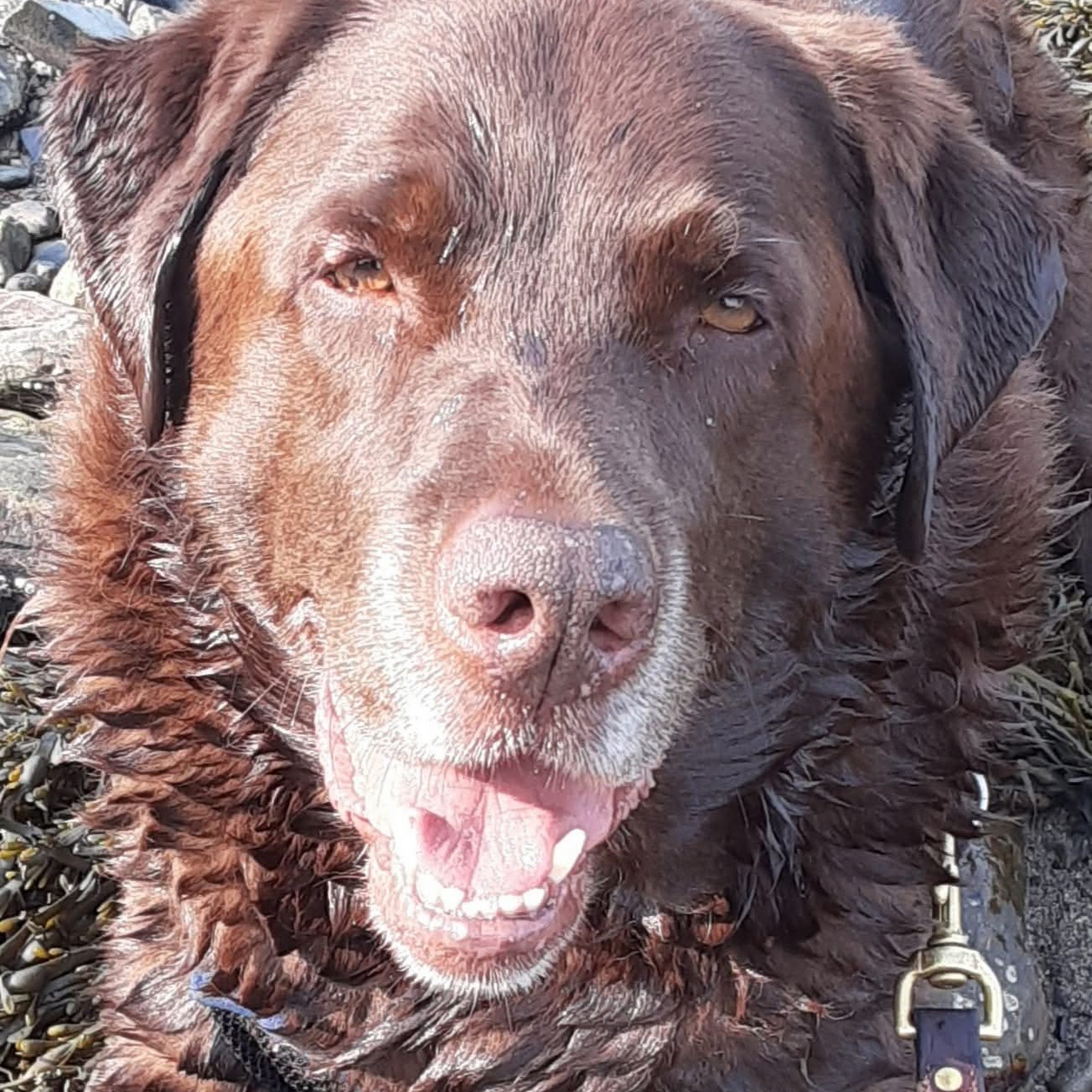 Animal Medical Clinic Skowhegan