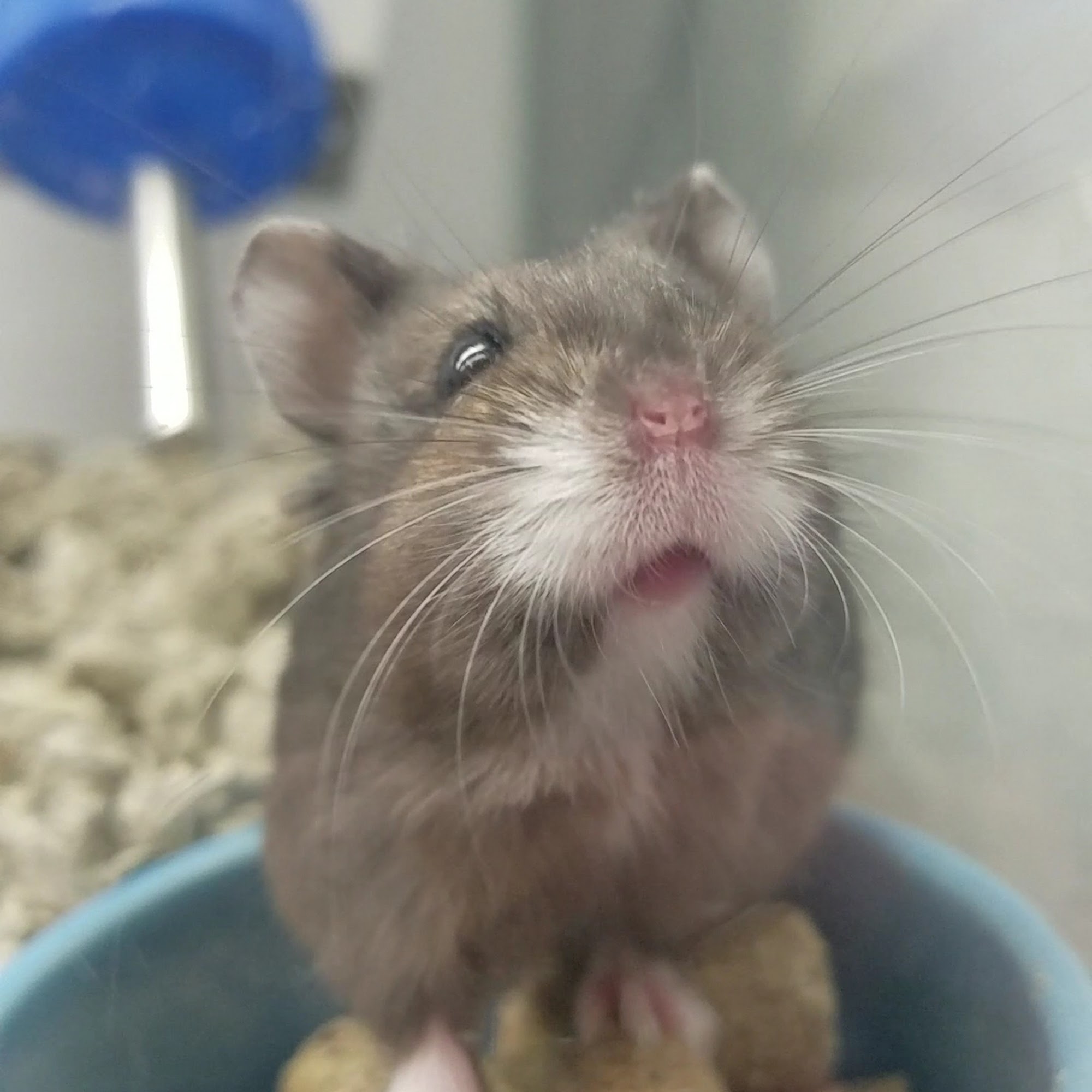 Petco South Portland