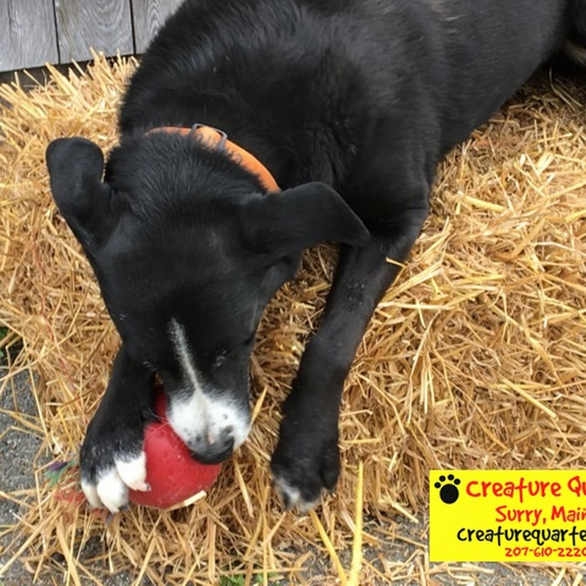 Creature Quarters Surry Surry