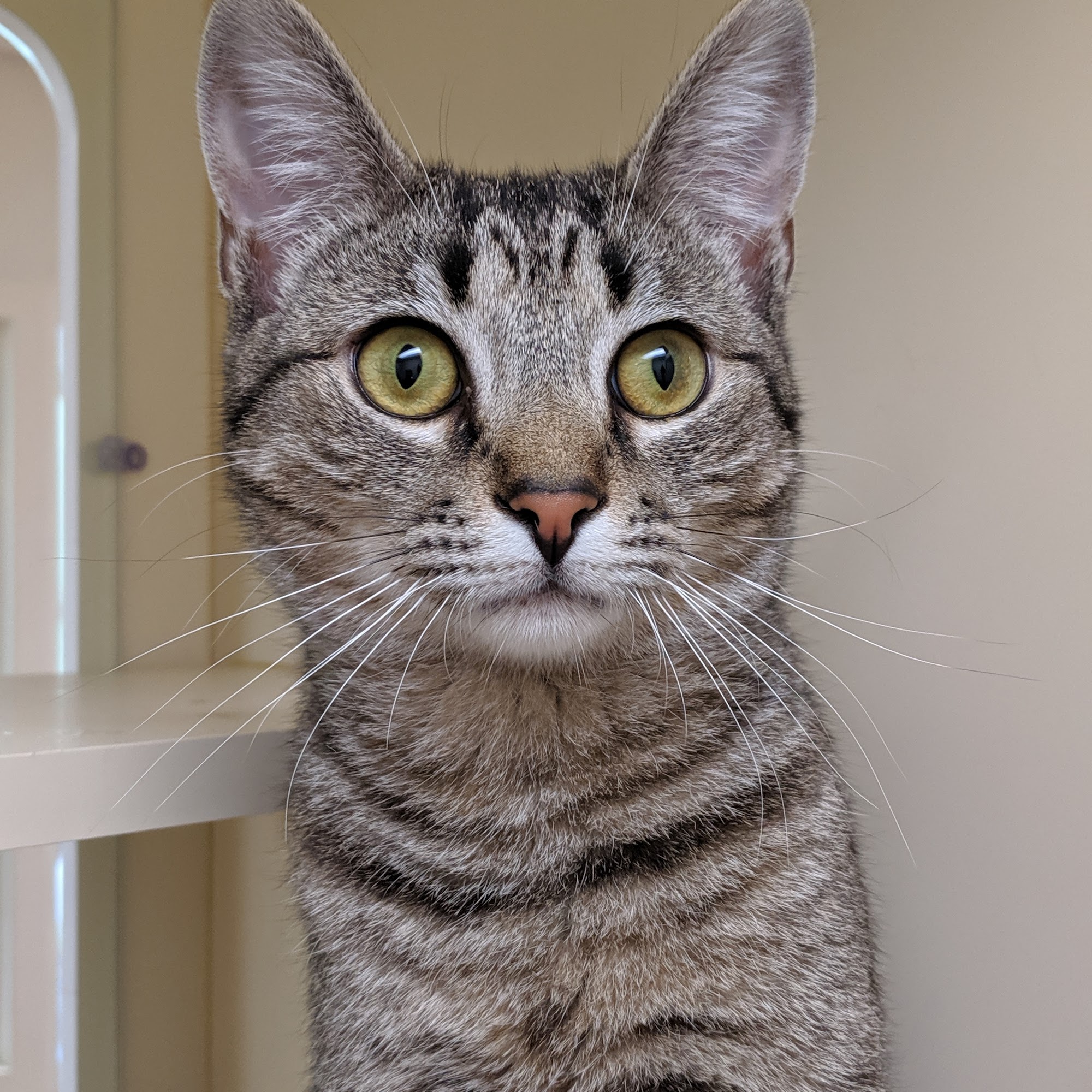 Pope Memorial Humane Society Thomaston