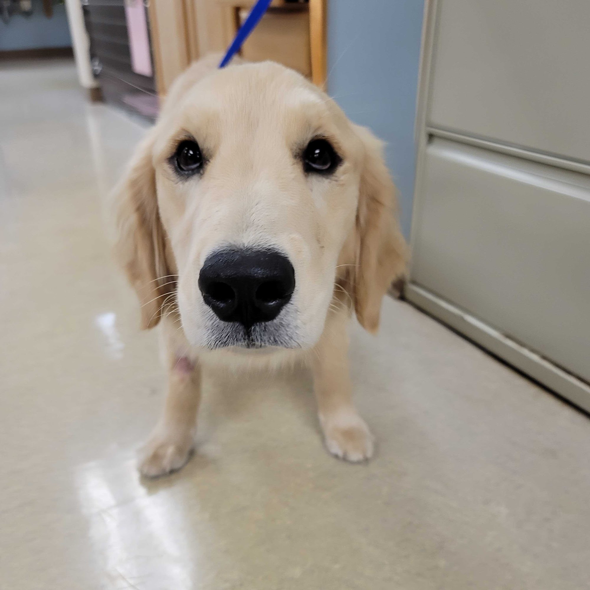 Androscoggin Animal Hospital Topsham