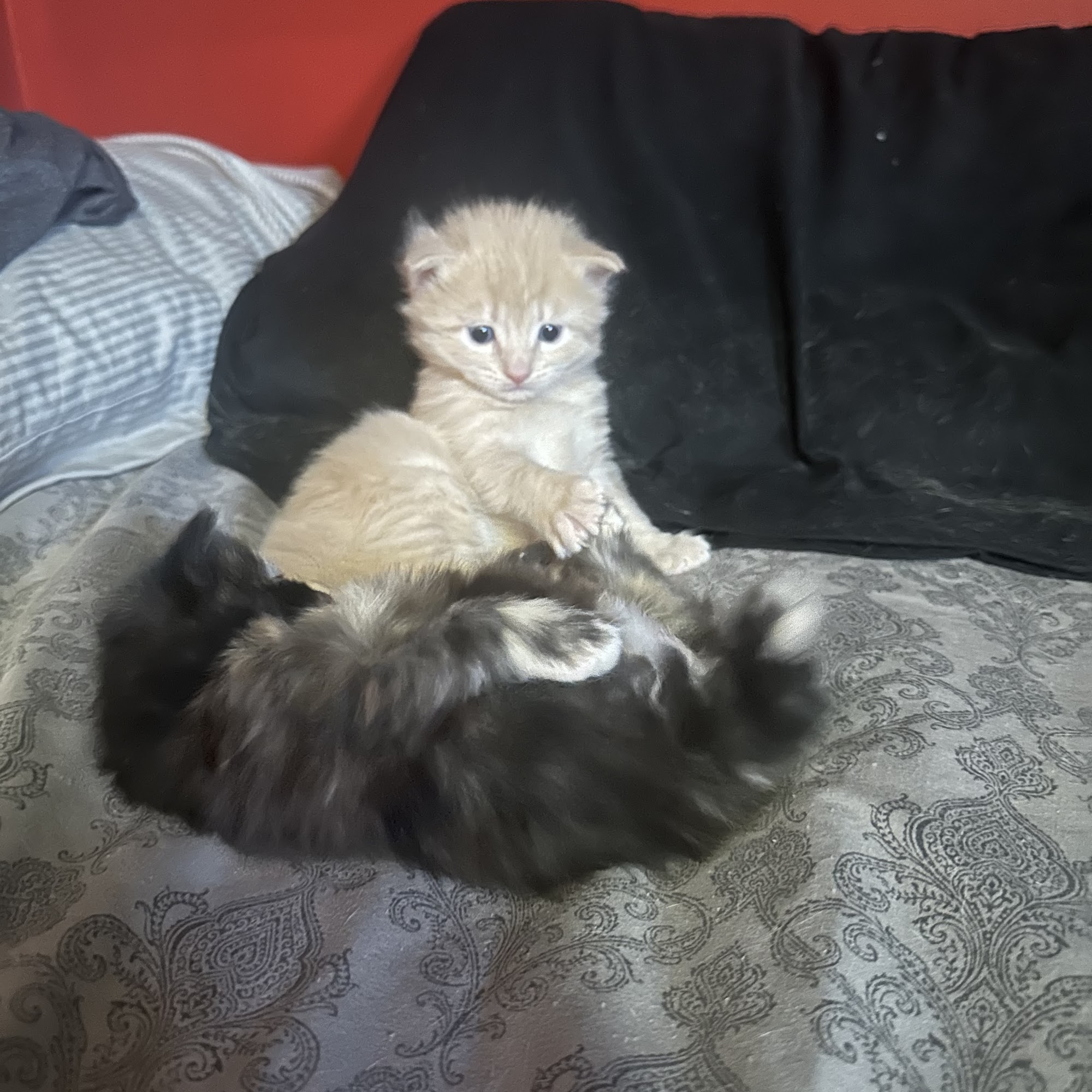 Oceanside Animal Hospital Trenton