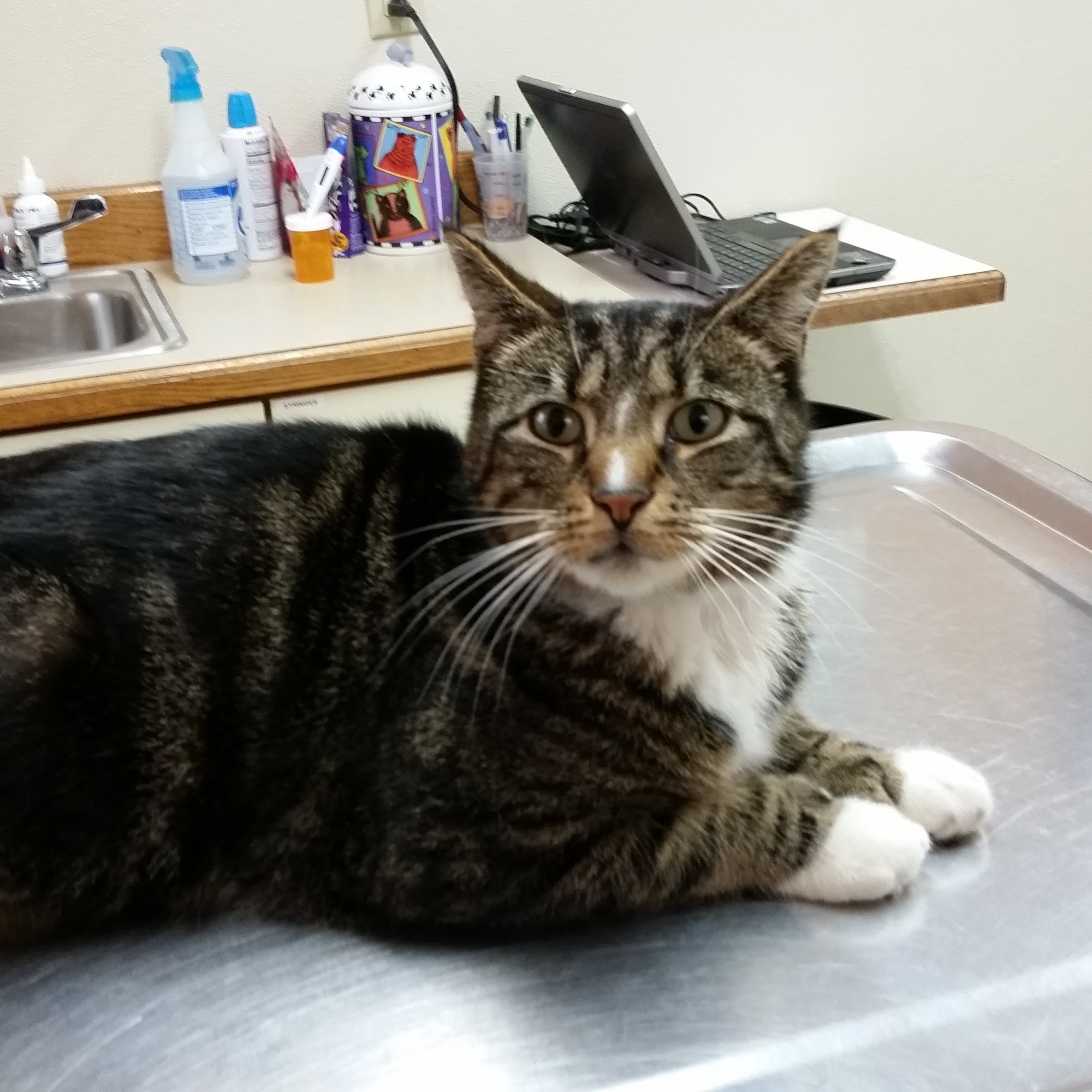 Turner Veterinary Service Turner