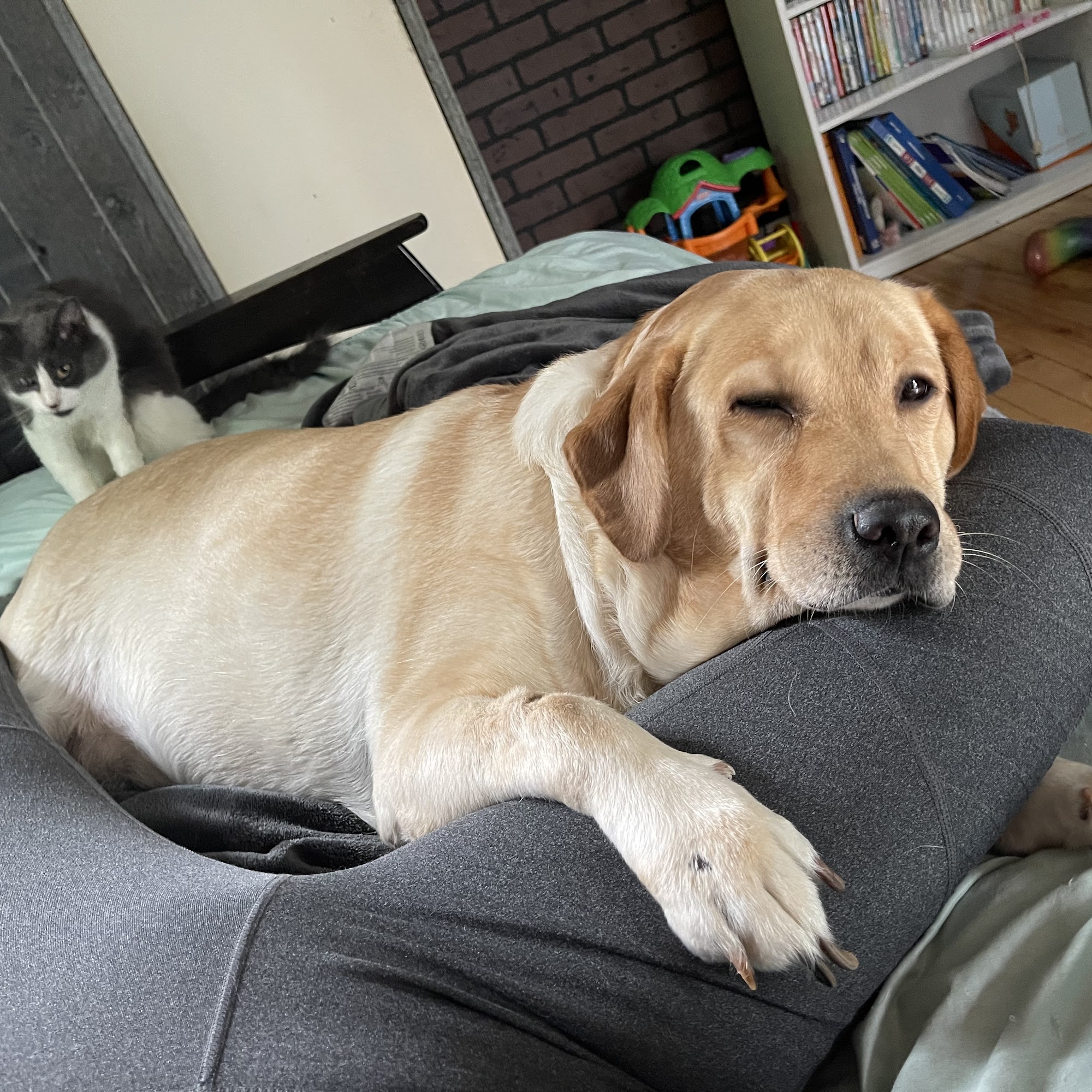 Midcoast Animal Emergency Clinic Warren