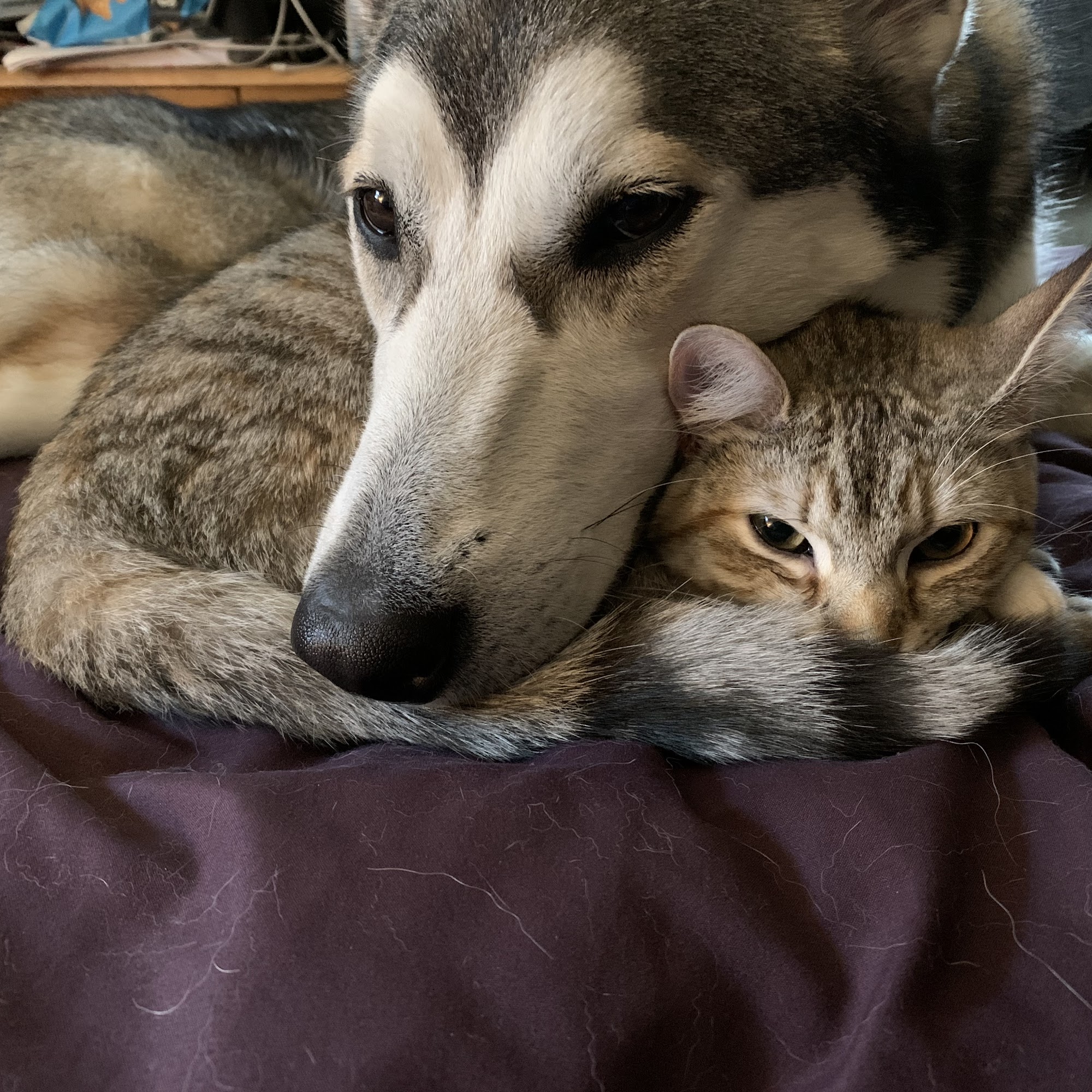 Canine Connection Warren