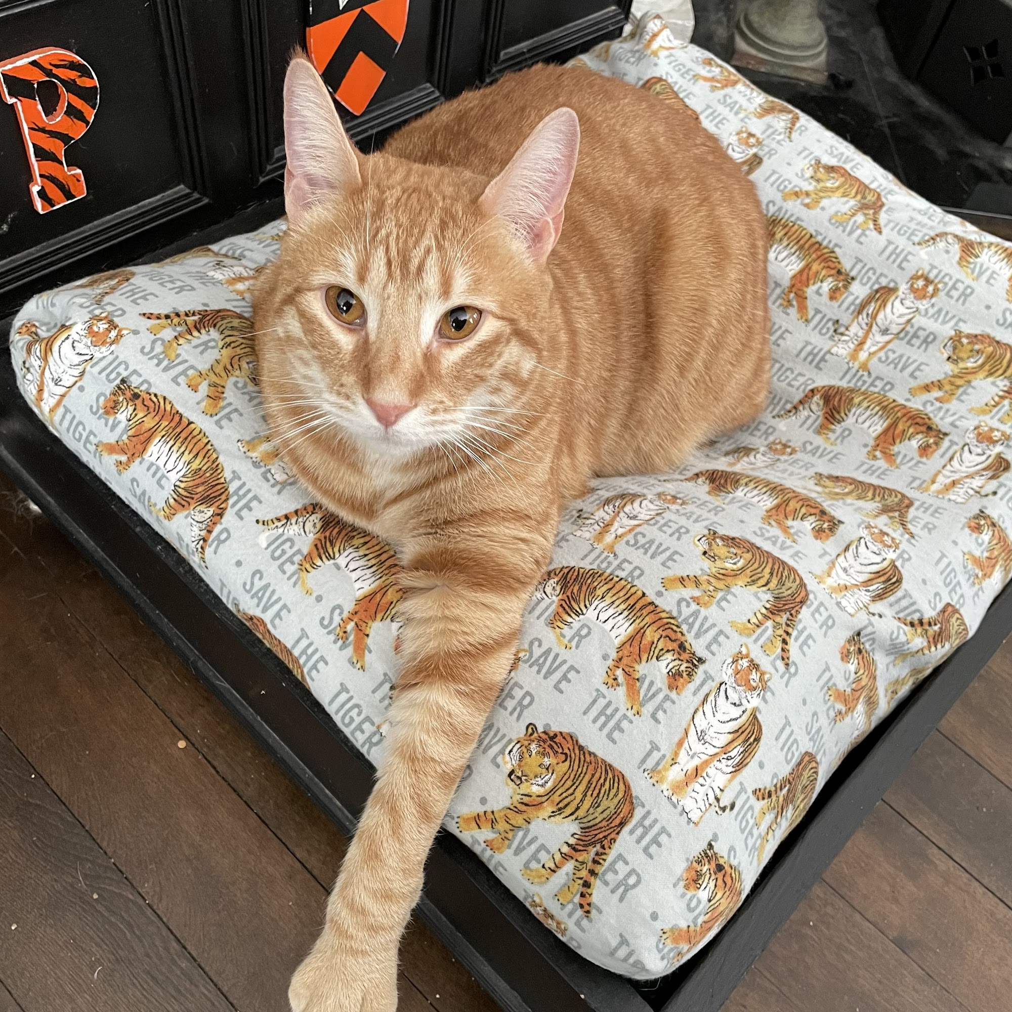 New England Animal Hospital Waterville