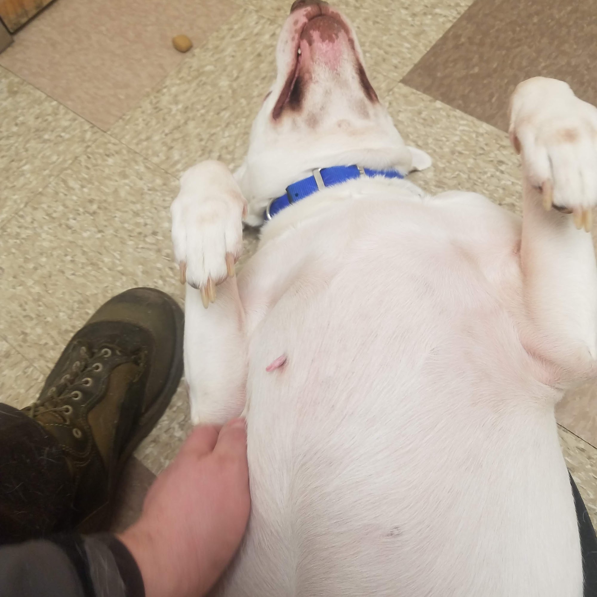 Animal Hospital of Waterville Waterville