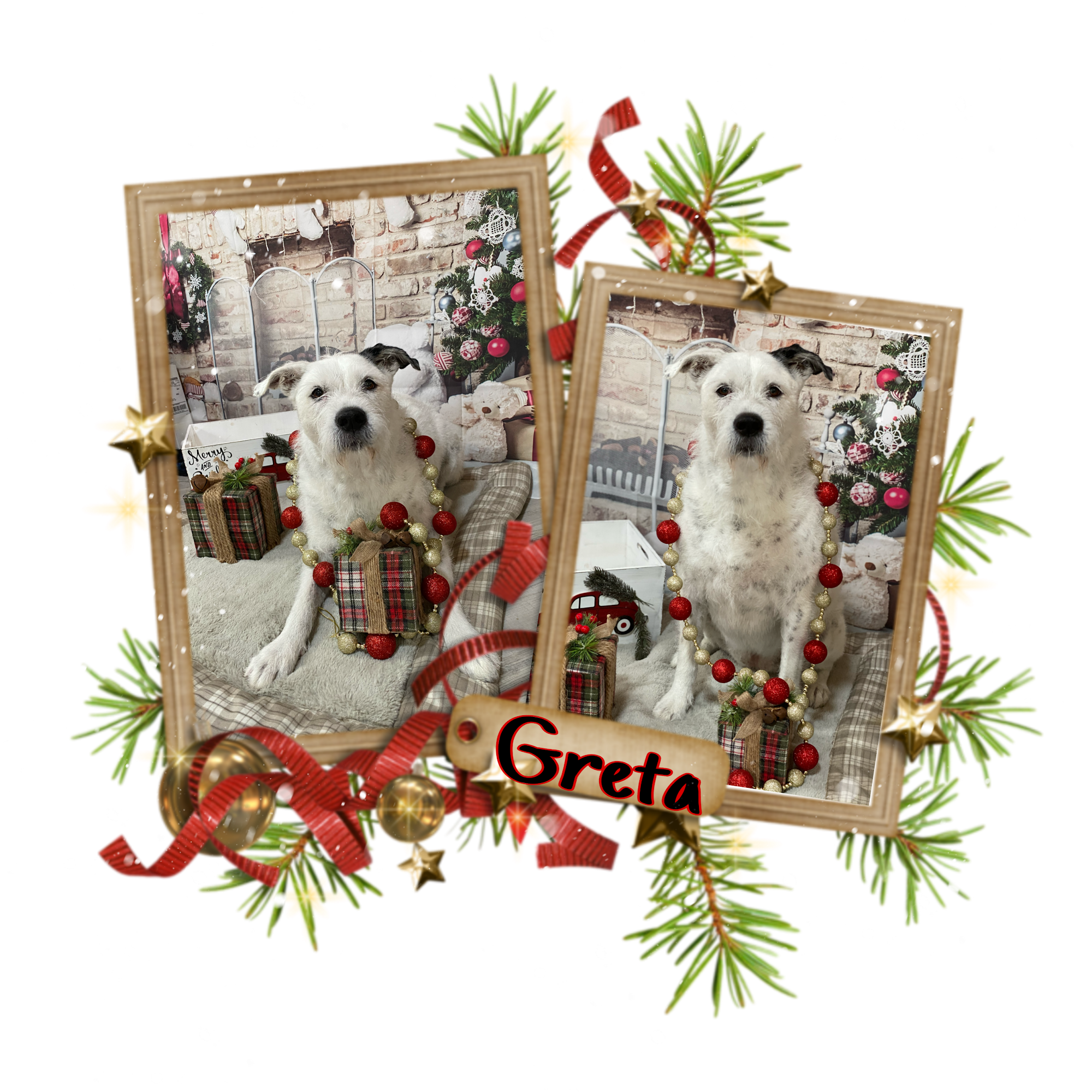 Pawsh Wash Dog Grooming Wells