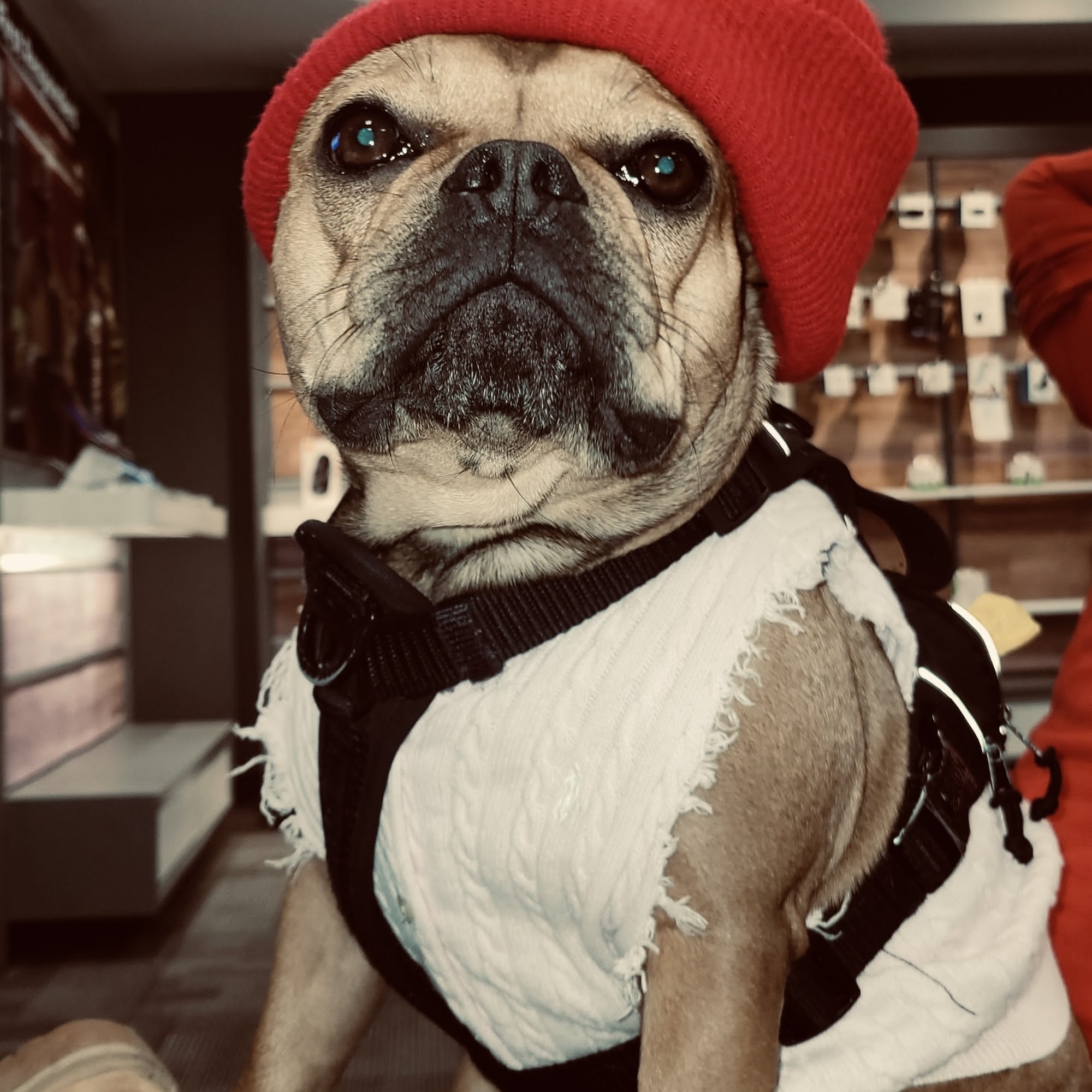 Westbrook Animal Hospital Westbrook