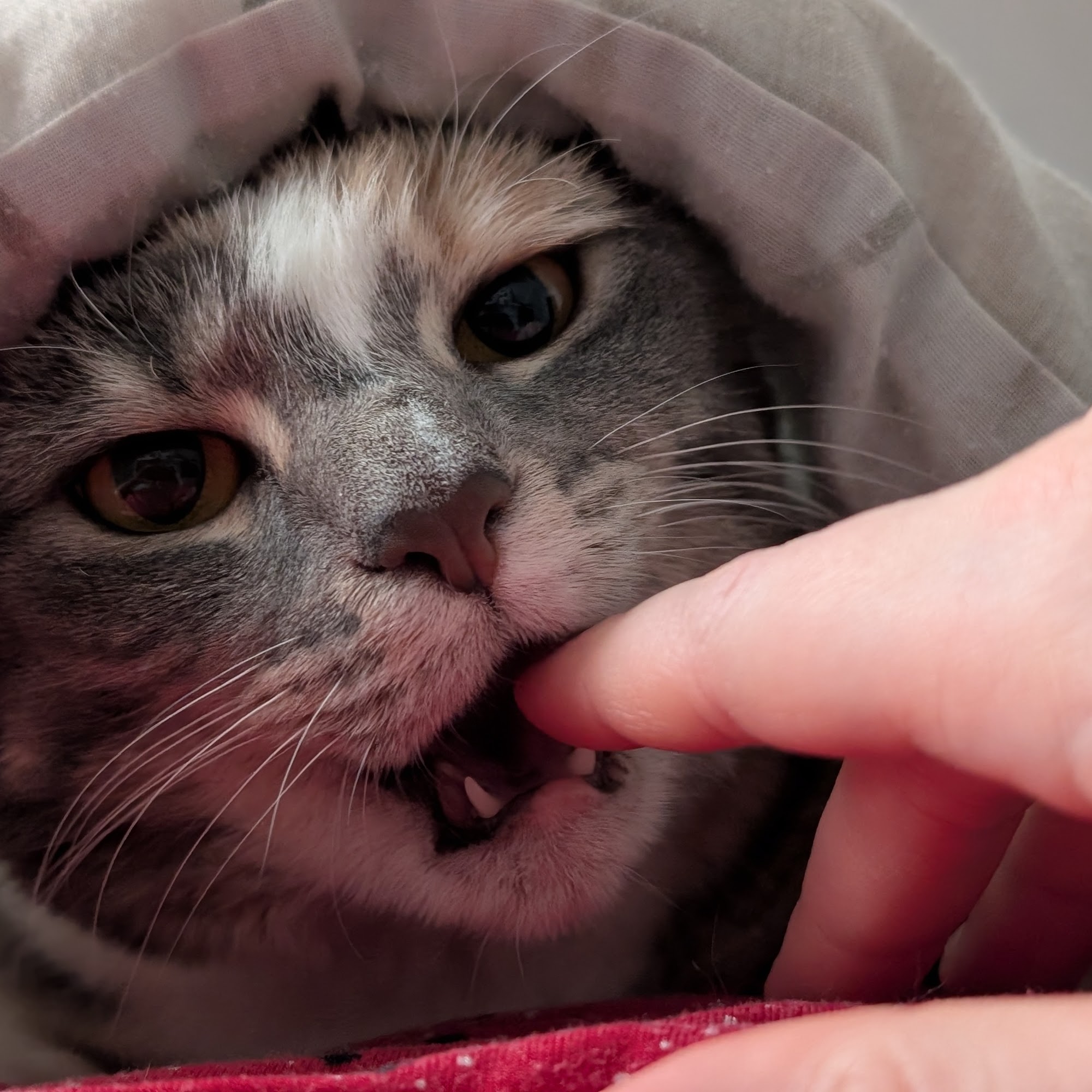 Stoneledge Animal Hospital Westbrook