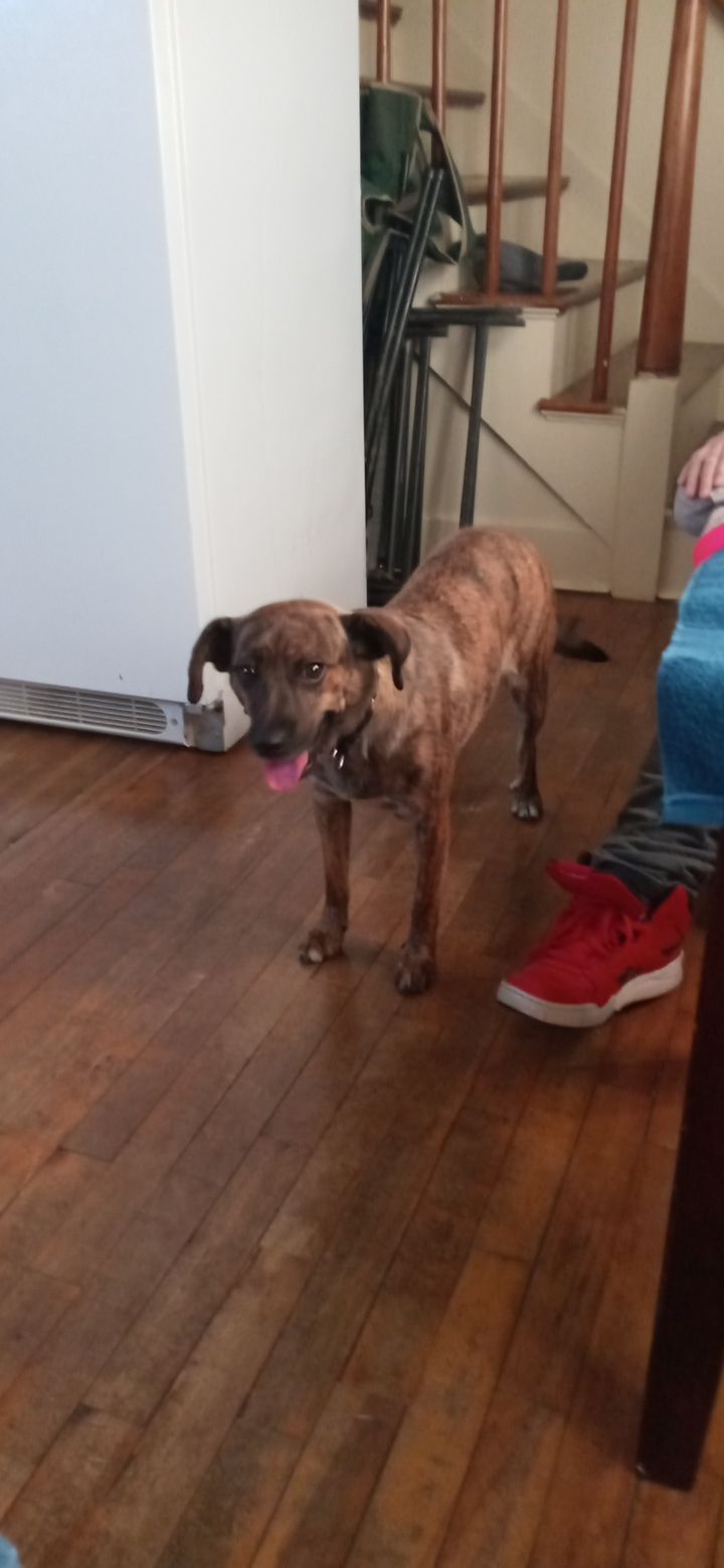 Animal Refuge League of Greater Portland Westbrook