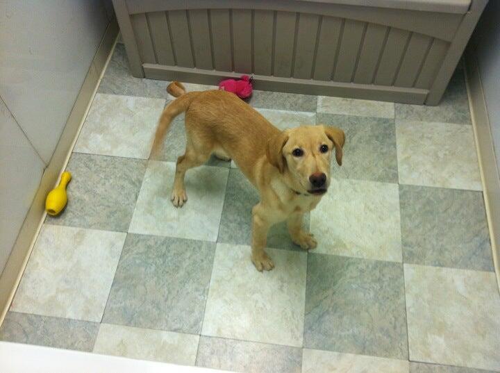 Pawz & Clawz Petz Windham