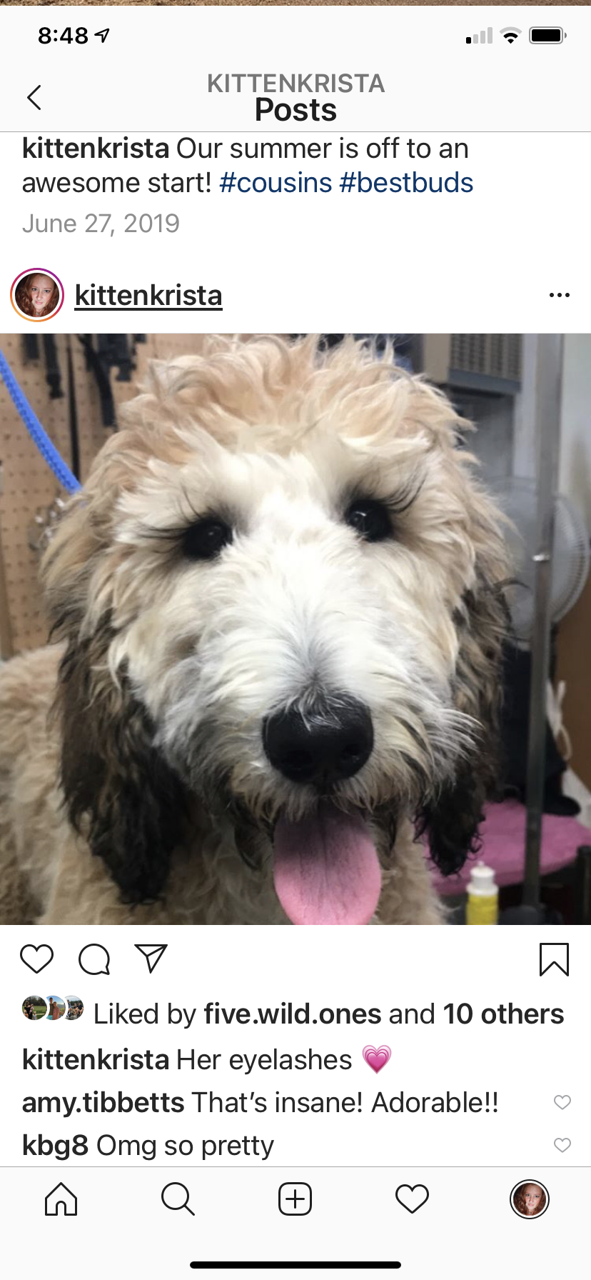 Fluffy Paws Pet Salon Windham