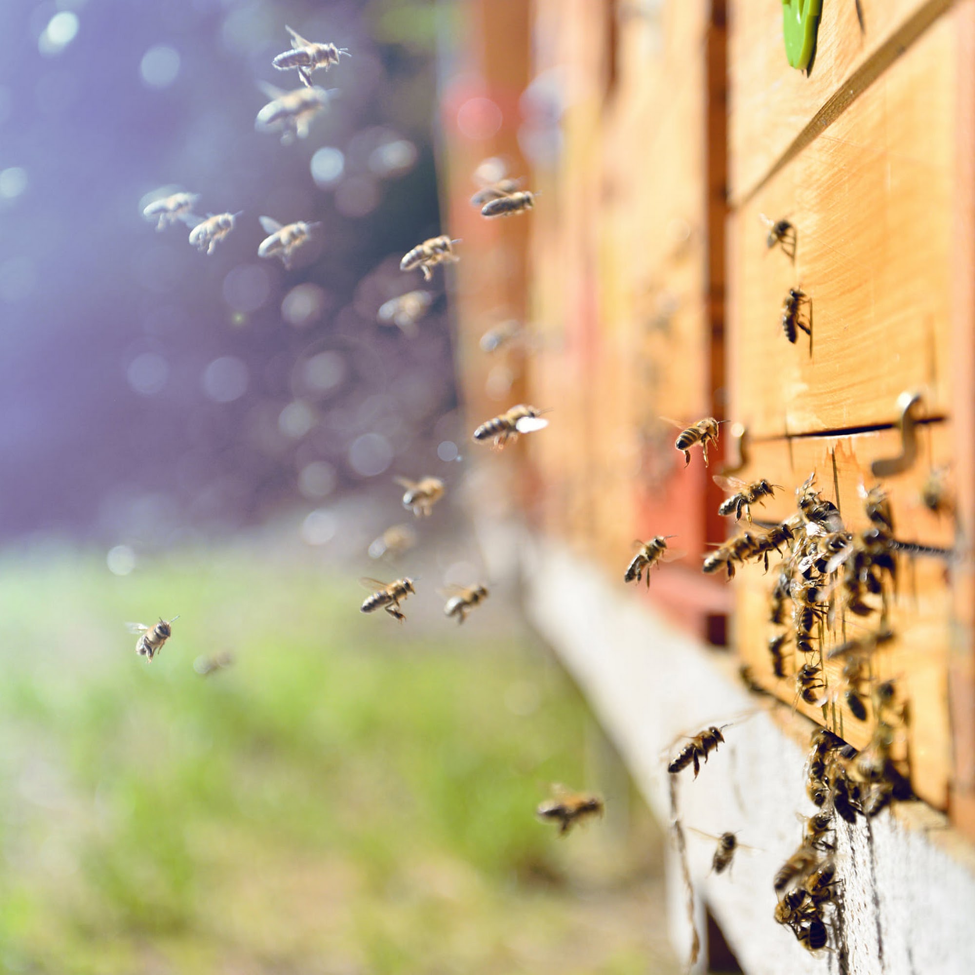 Humble Abodes Beekeeping Supplies Windsor