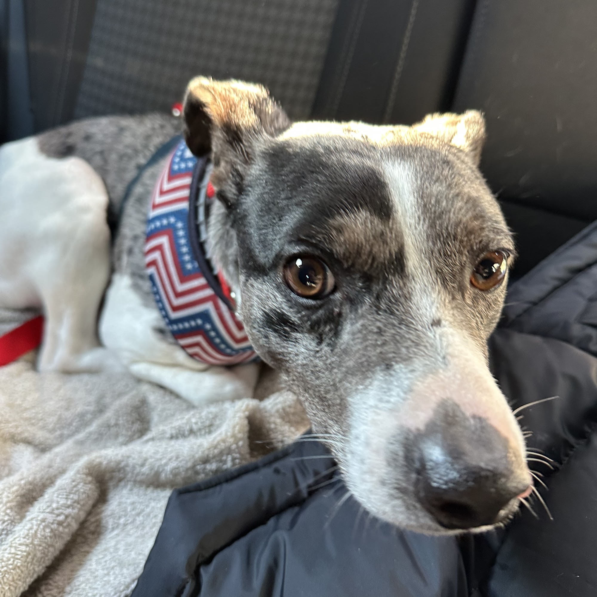 Winslow Animal Hospital Winslow