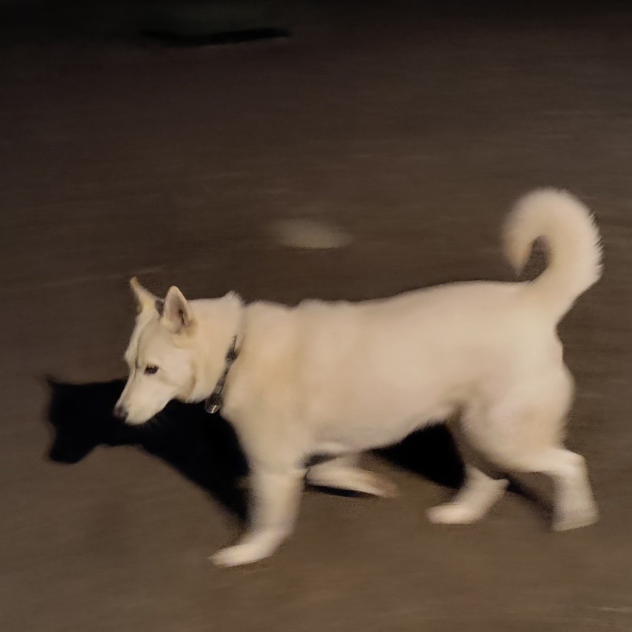 Blue Collar K-9 Training Center Winslow