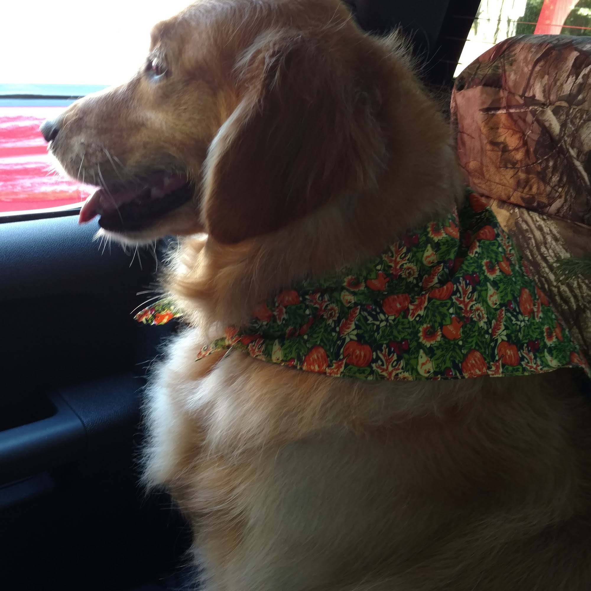 Country K9 & Cats Winslow