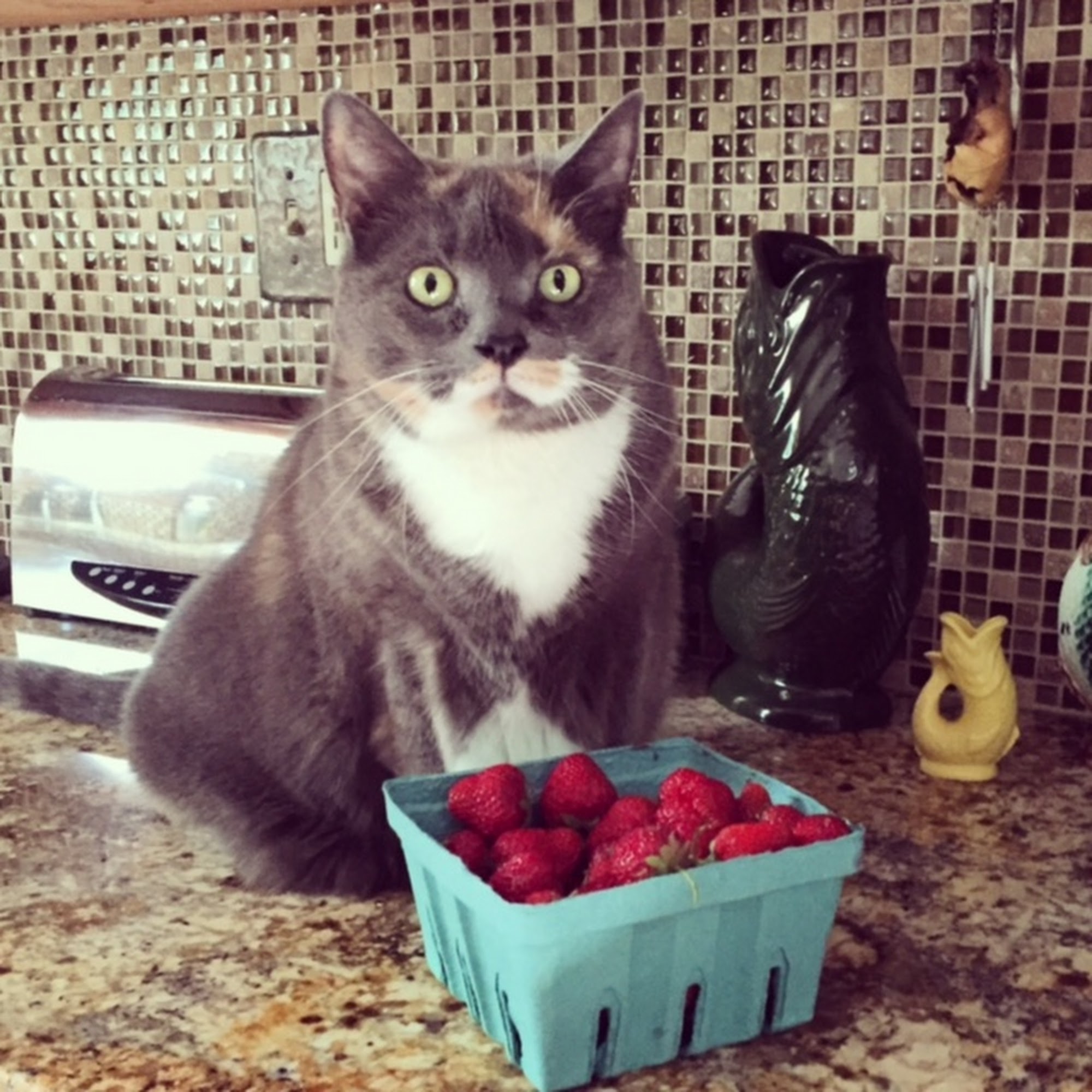 York Animal Hospital York