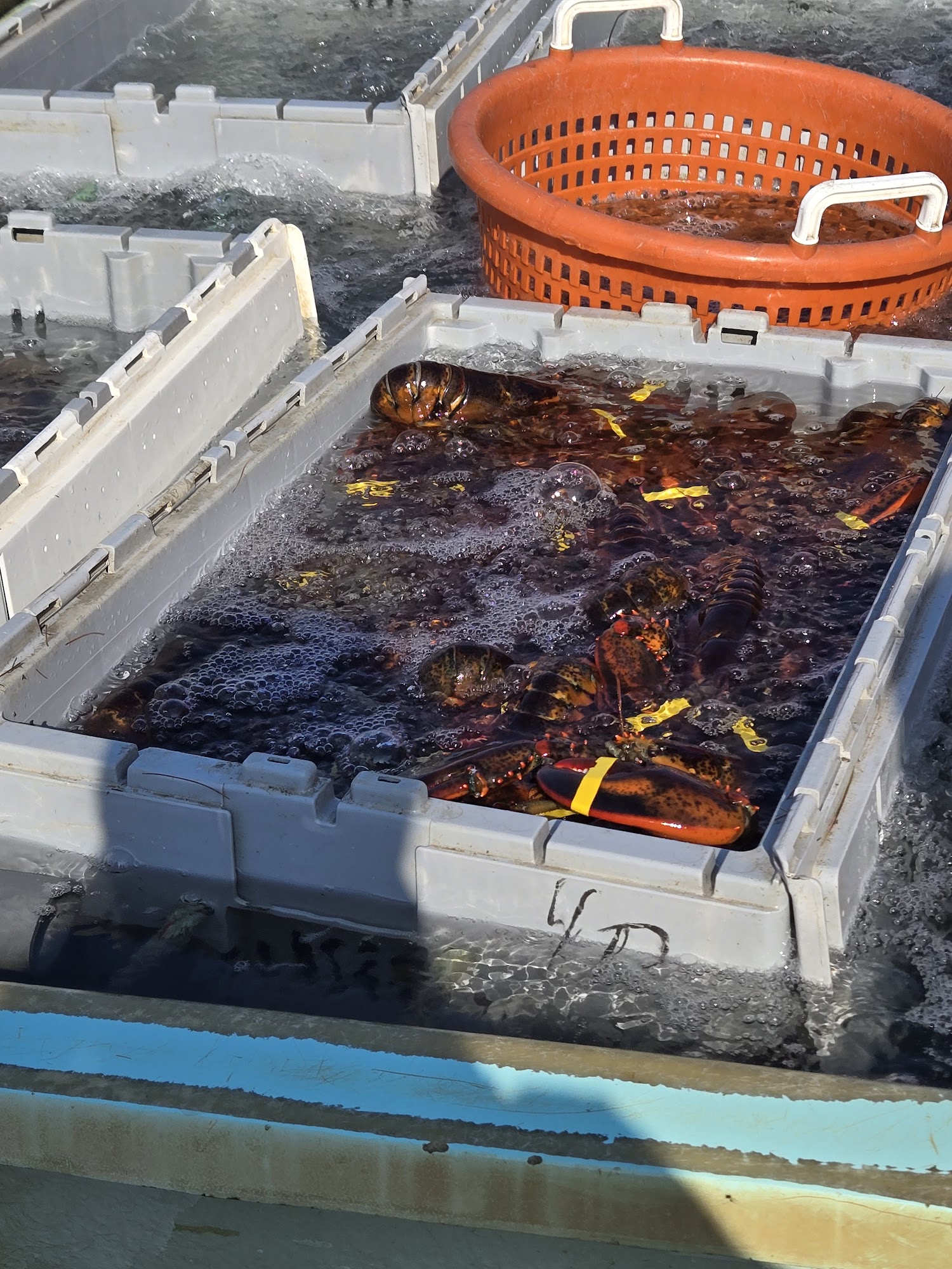 Off The Boat Lobsters Menu