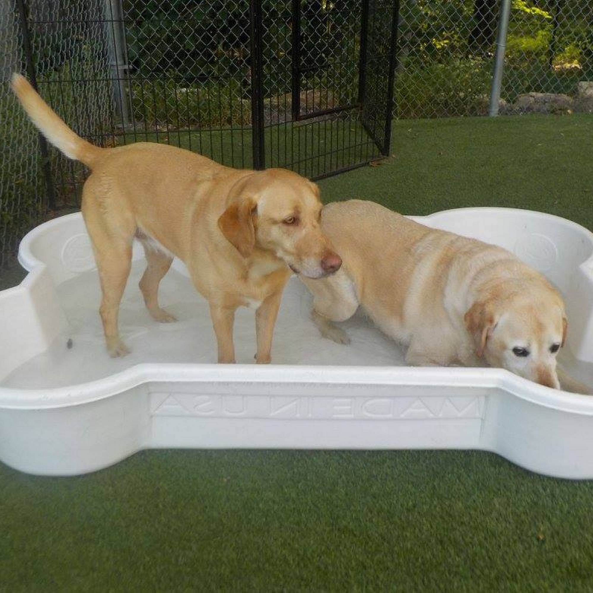 York Bark and Play York