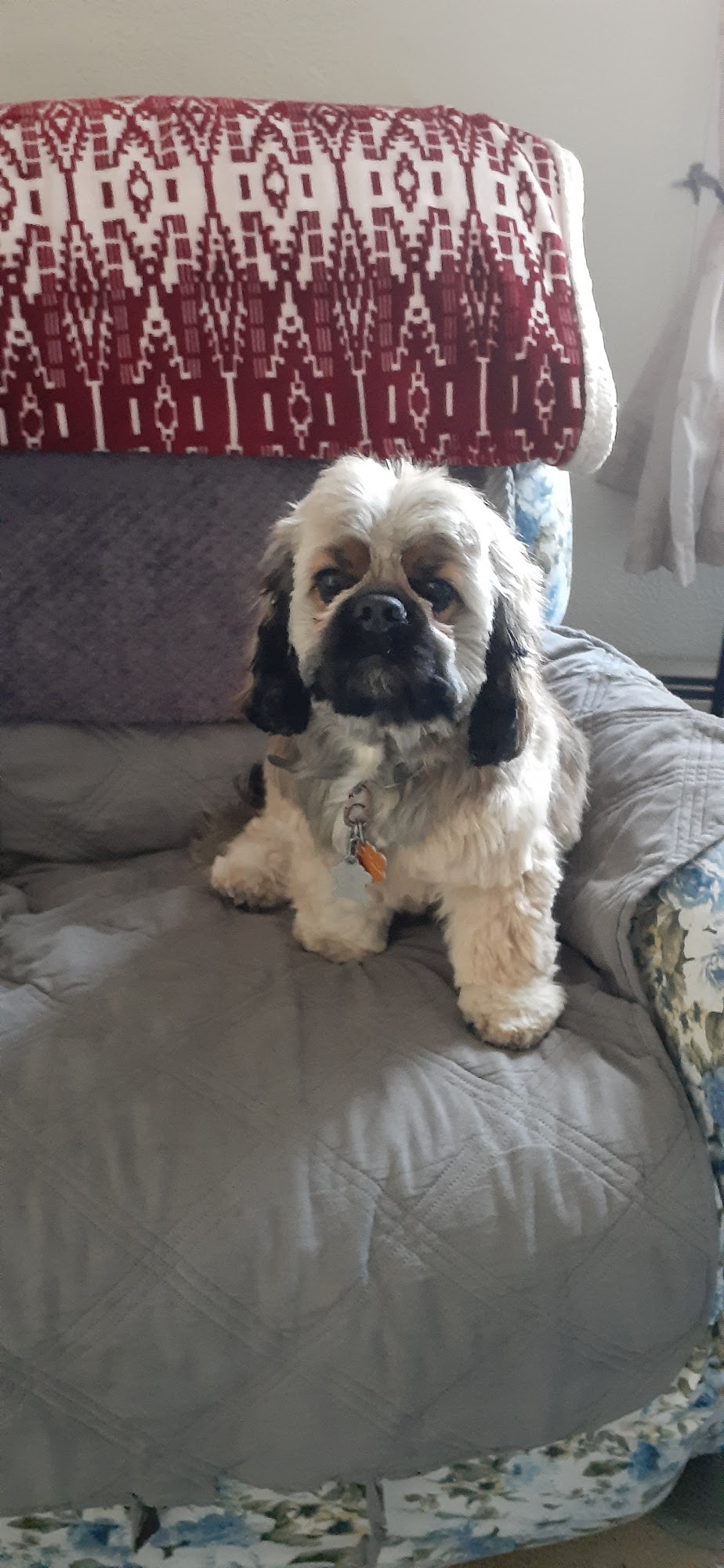 The Dog Wash Too York